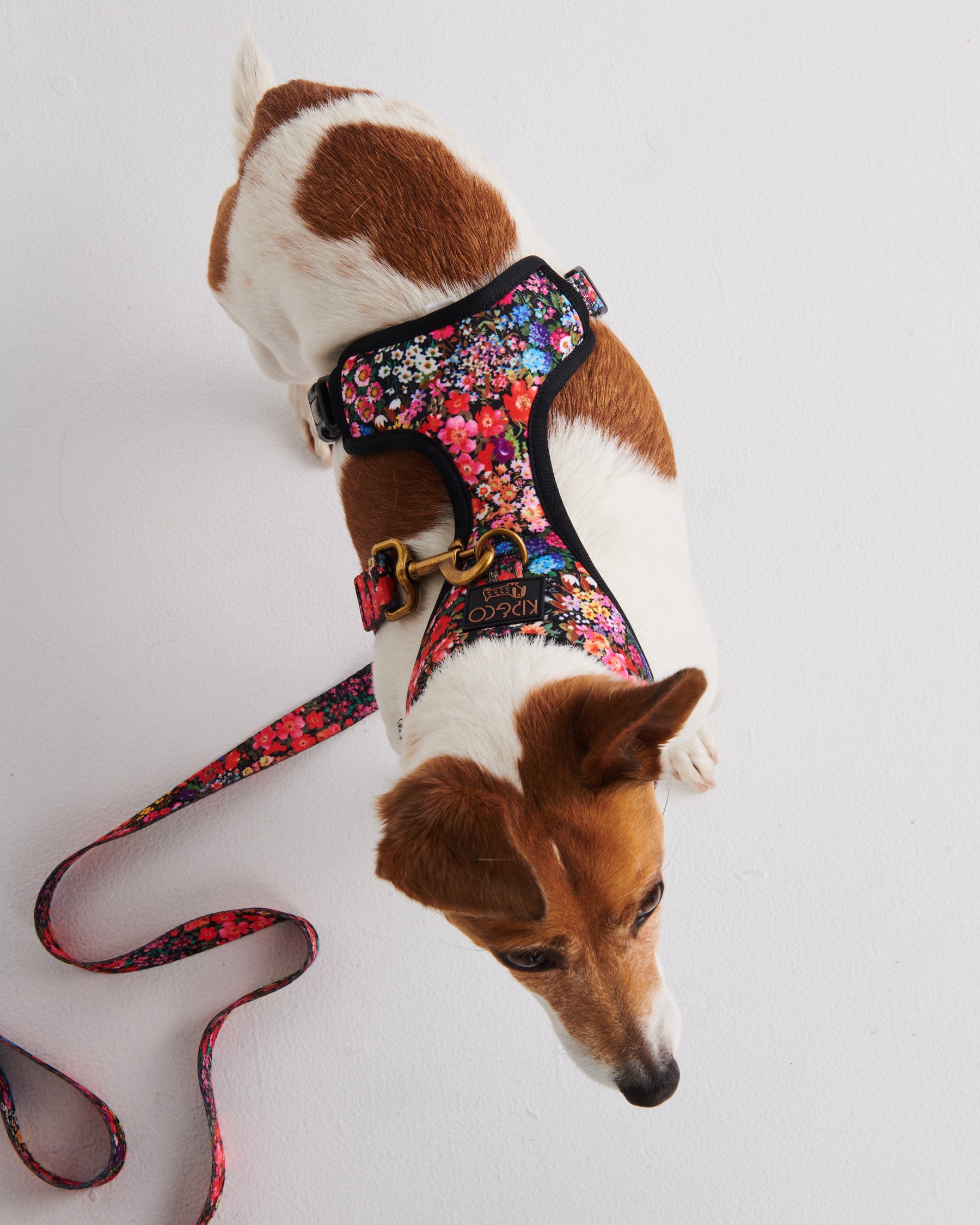 Forever Floral Black Dog Harness - Adjustable Pet Vest for Small & Medium Dogs - Perfect for Walking, Training & Outdoor Adventures