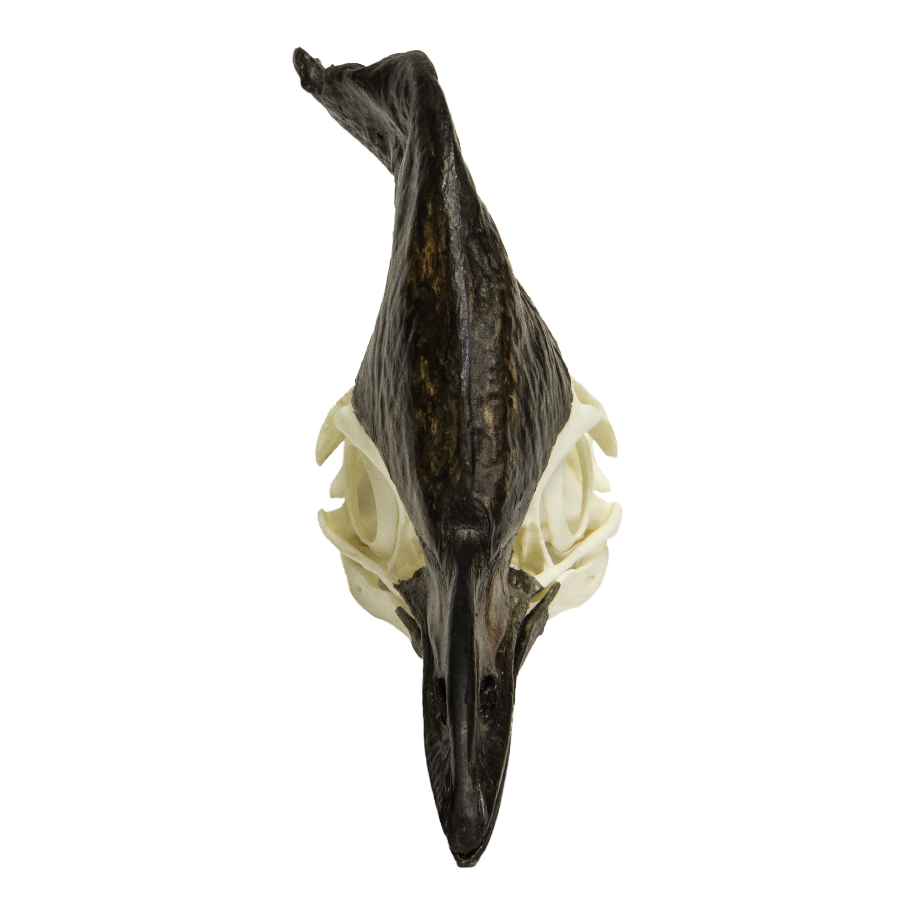 Authentic Replica Cassowary Skull - Lifelike Bird Skull Model for Home Decor, Halloween Props, and Educational Displays
