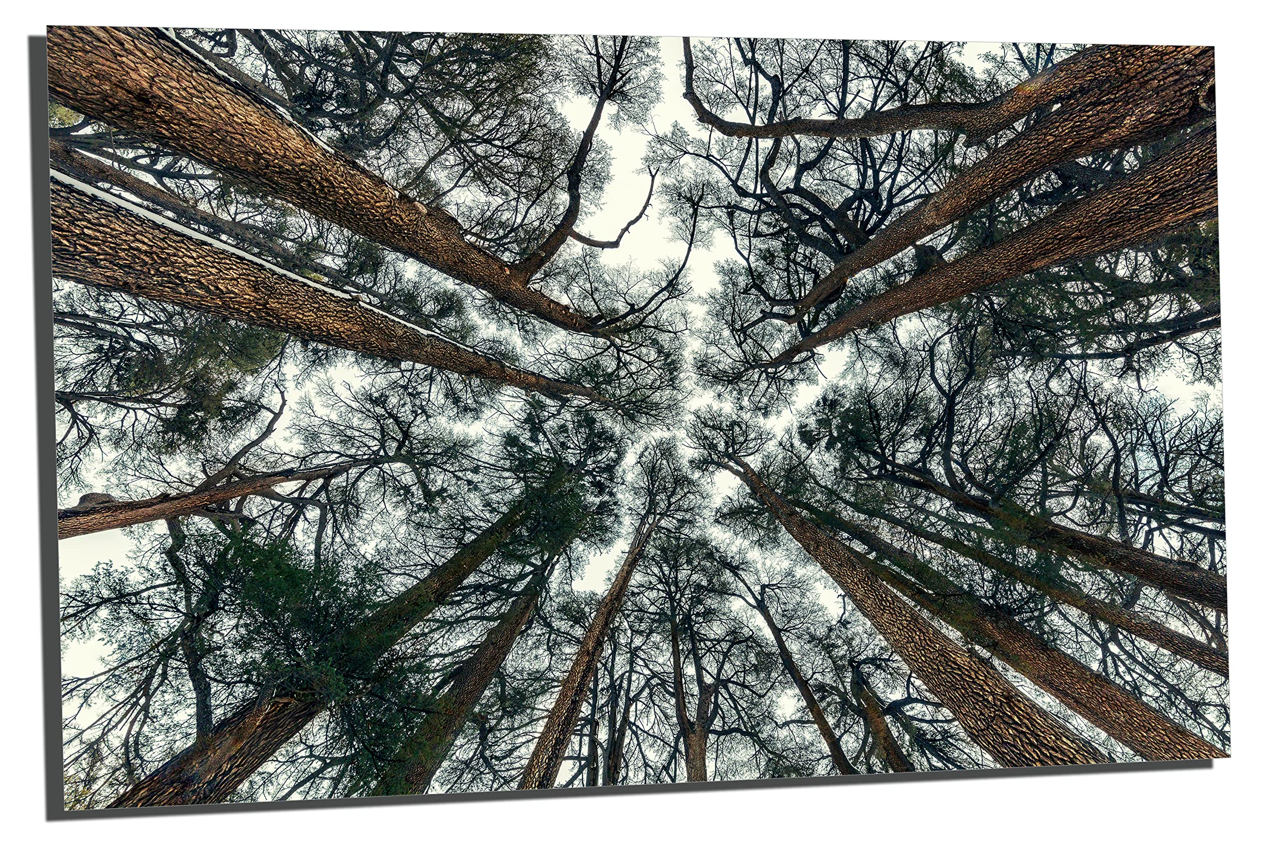 18x12 Inches Cedar Trees Wall Art - Metal Print Abstract Forest Landscape for Home & Office Decor | Perfect for Living Room, Bedroom, or Office Wall Decor
