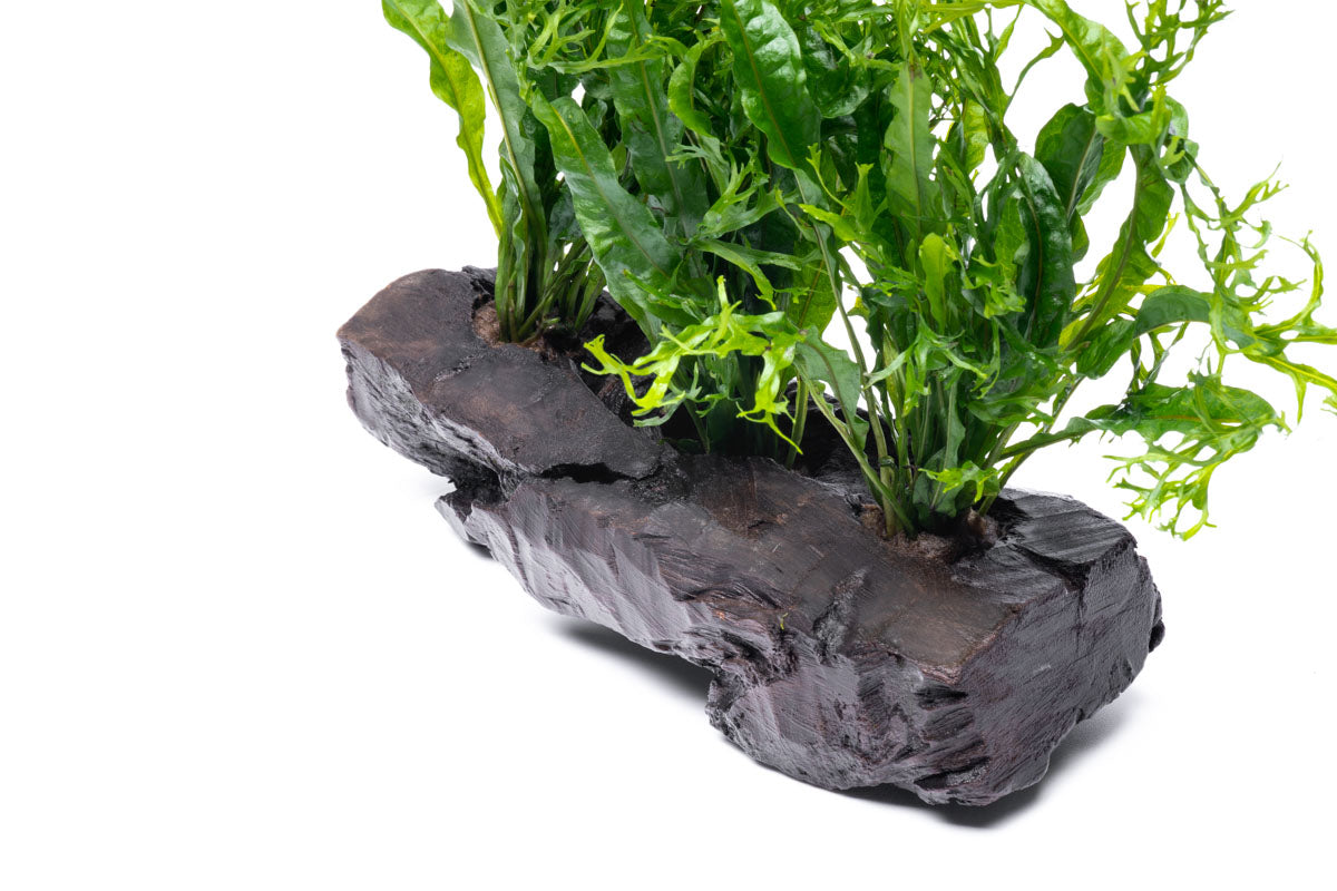 Microsorum Pteropus Windelov Java Fern on Driftwood - Perfect for Aquascaping & Tropical Fish Tanks