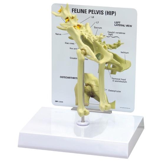 Feline Pelvis Model - Accurate Cat Hip Bone Anatomy for Veterinary Study & Education | Perfect for Vet Students, Animal Anatomy Labs & Pet Health Training