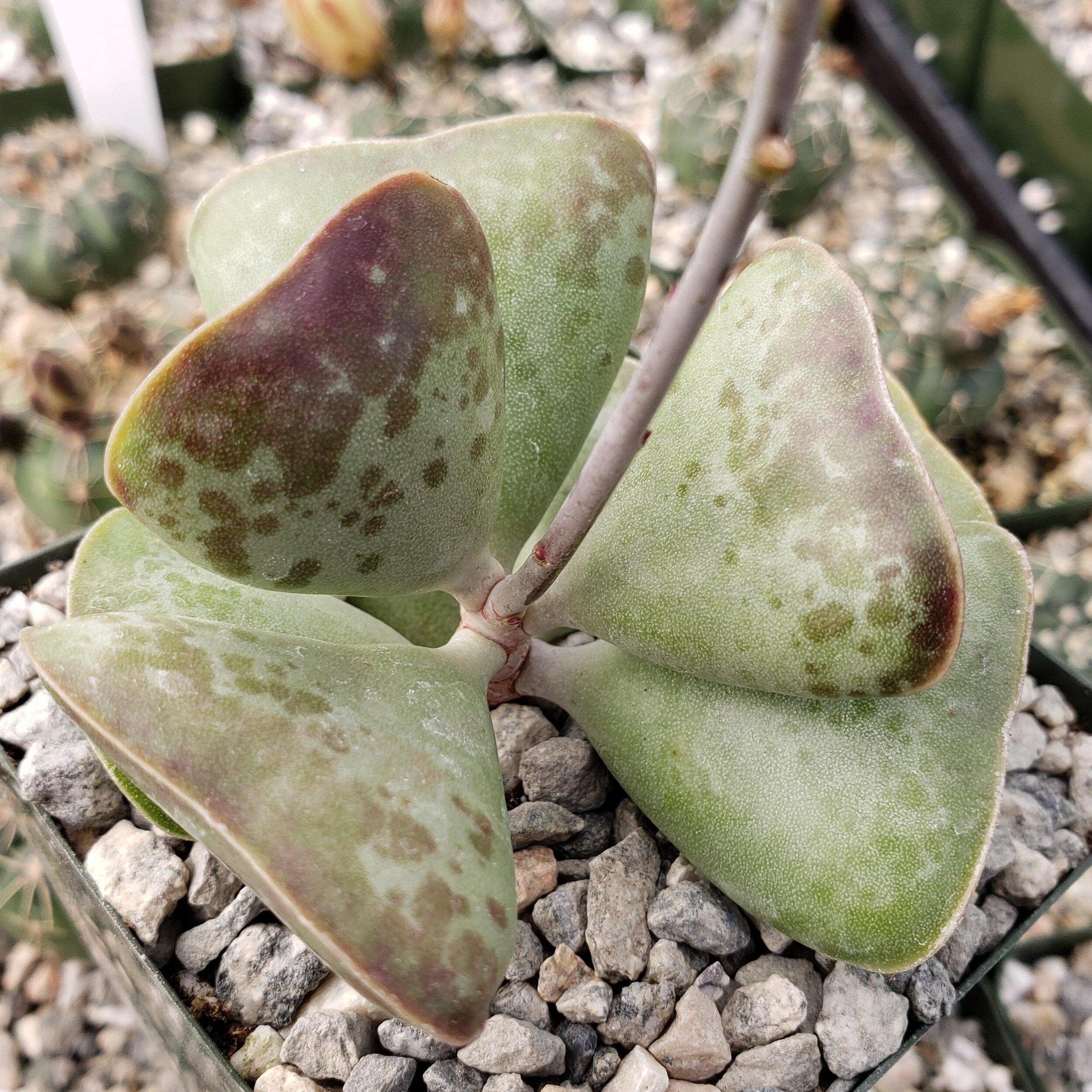 Adromischus Triflorus 'Calico Hearts' Live Succulent Plant - Rare Cactus for Home Decor, Office Desk & Garden Arrangements