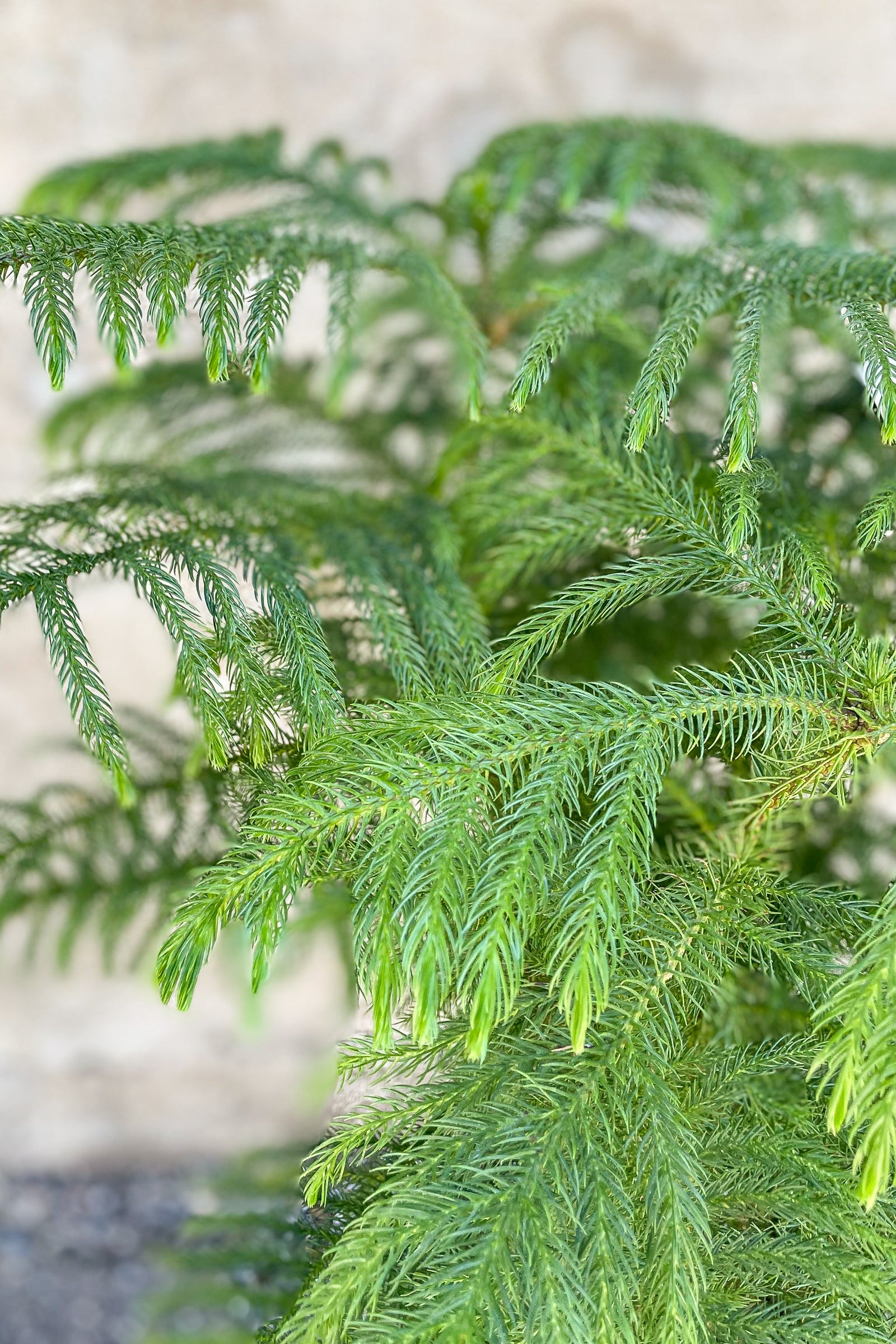 Norfolk Island Pine (Araucaria heterophylla) - 10