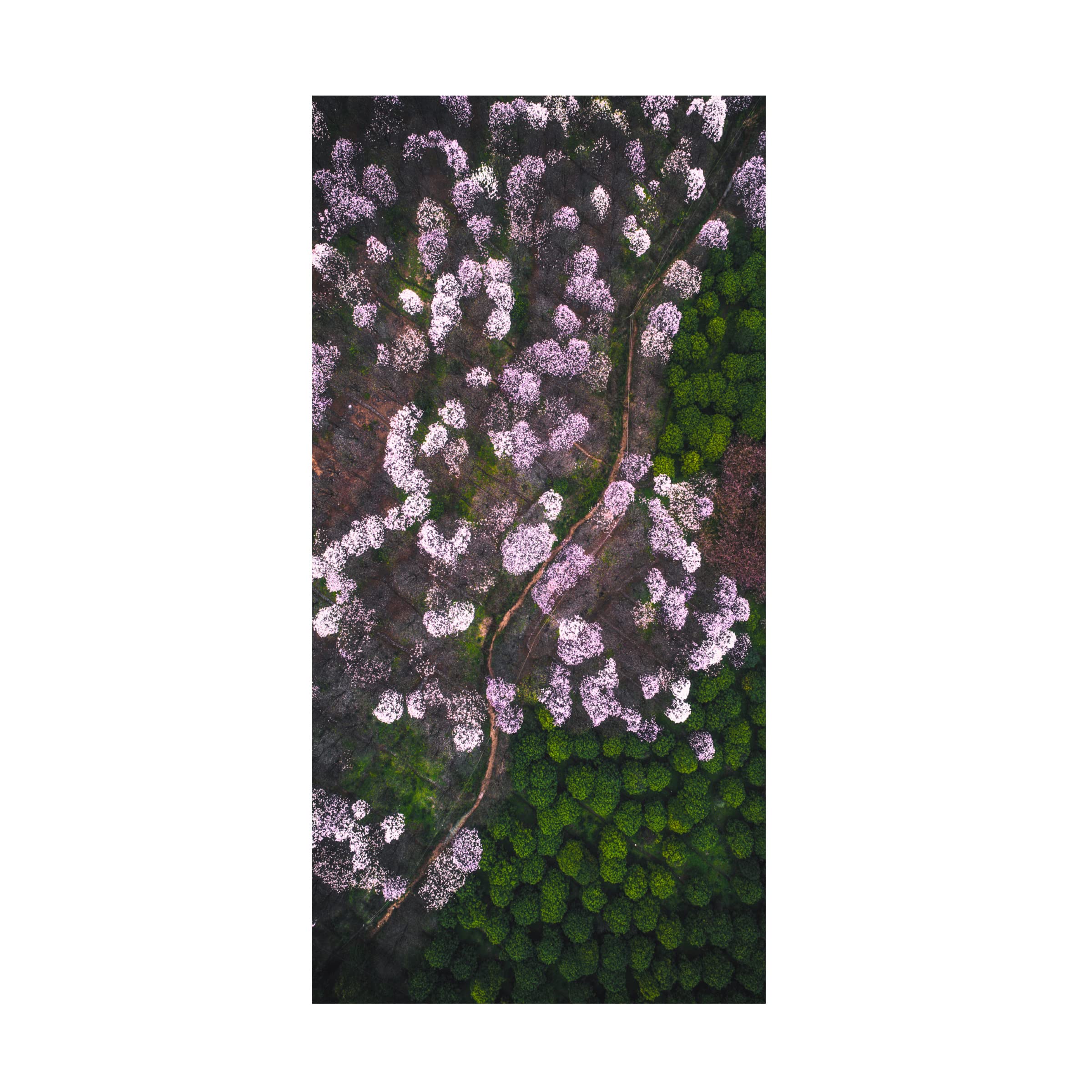 Trademark Fine Art 'The Road Of Flower' Canvas Wall Art Print by Tianqi - Floral Landscape Painting for Living Room, Bedroom & Office Decor