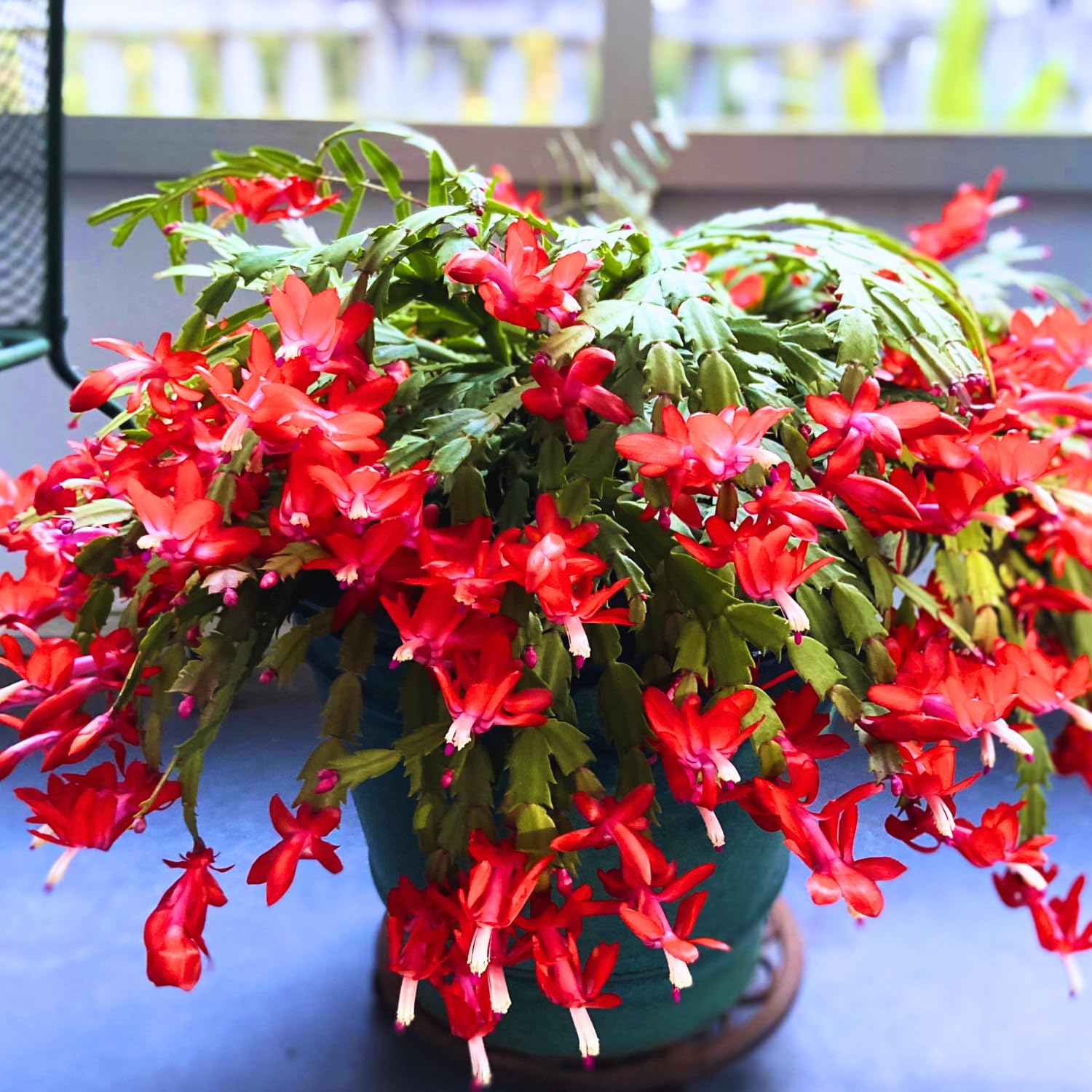 Christmas Cactus Plant - Live Indoor Cactus Tree in 4