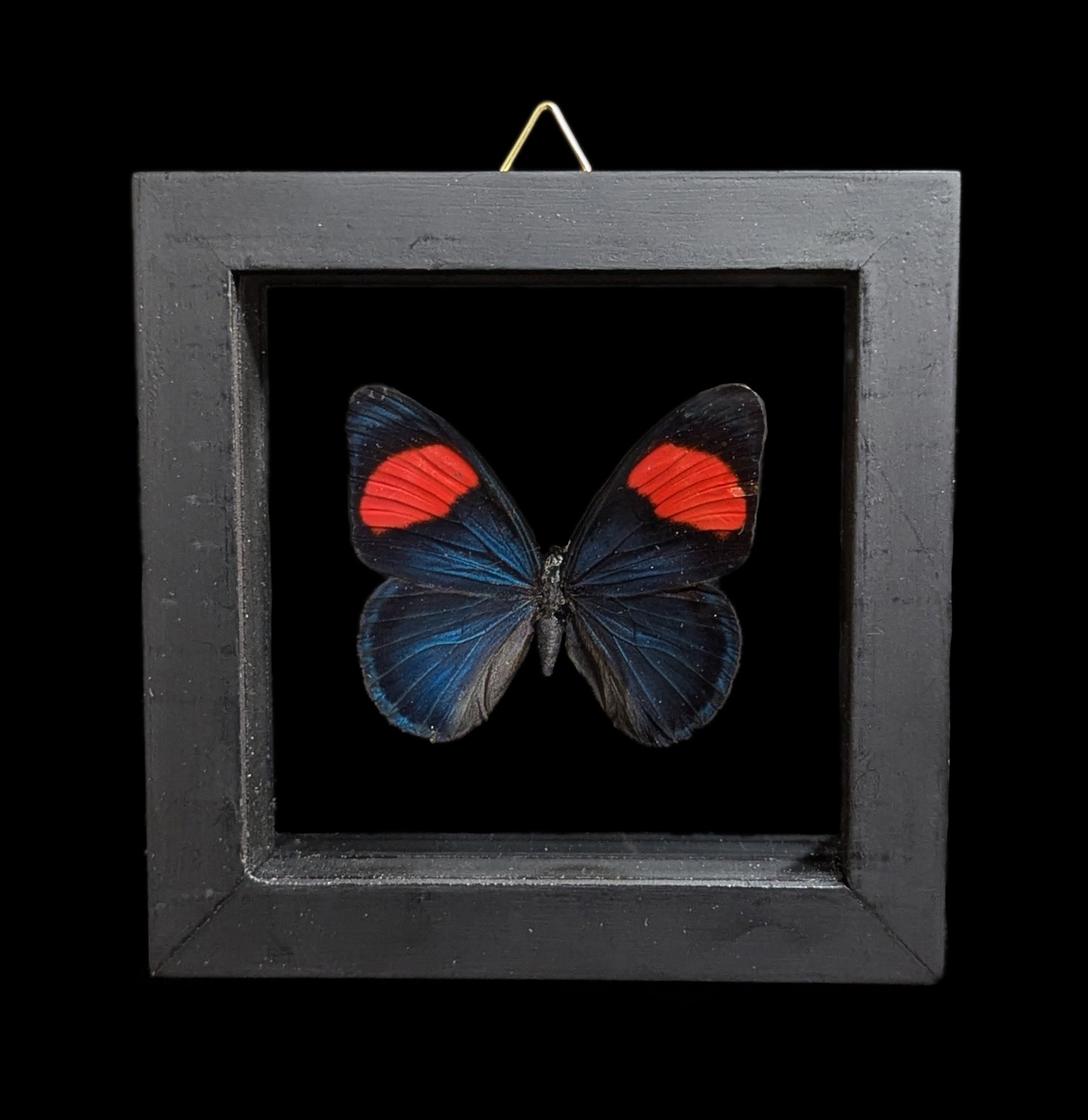 Double Glass Framed Butterfly Collection - Real Butterfly Specimens for Home Decor, Wall Art & Nature Lovers