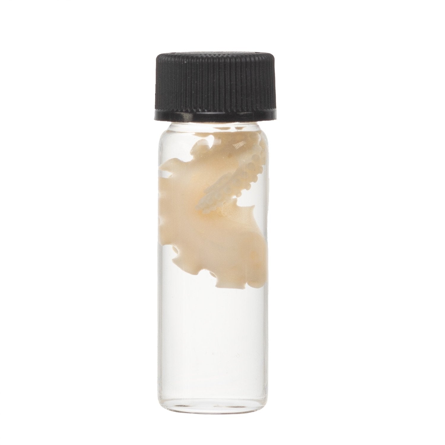 Authentic Real Tentacle Wet Specimen - Preserved Marine Biology Specimen for Science Education & Oddity Collectors | Perfect for Classroom Display, Gothic Decor & Curiosity Cabinets