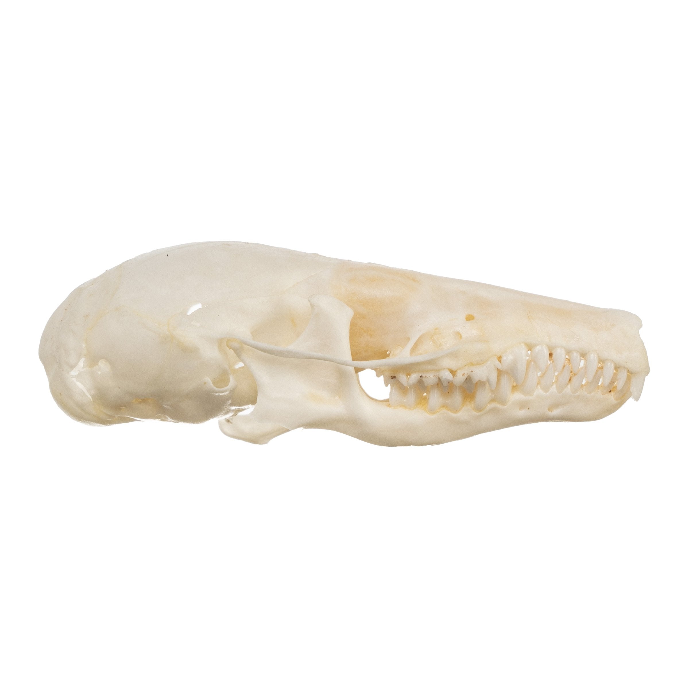 Authentic Townsend's Mole Skull - High-Quality Animal Specimen for Science Education, Taxidermy & Collectors | Perfect for Biology Classrooms, Museum Displays & Oddity Collections