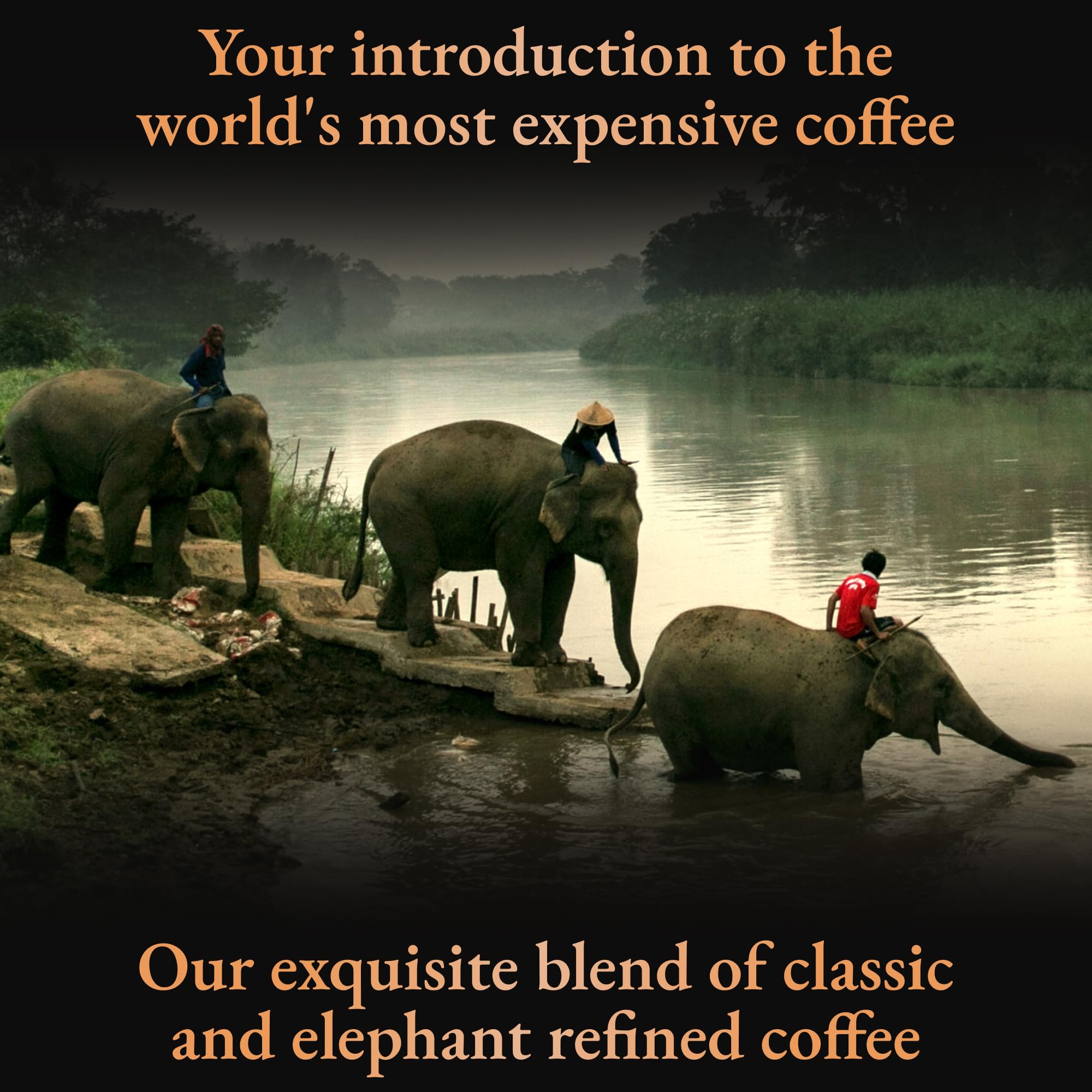 Black Ivory Coffee Mahout's Blend - Premium Low Acid Arabica Coffee Beans, Medium Roast, World's Most Expensive Elephant Refined Coffee - Perfect Luxury Gift for Coffee Lovers, Ideal for Special Occasions & Gourmet Coffee Tasting