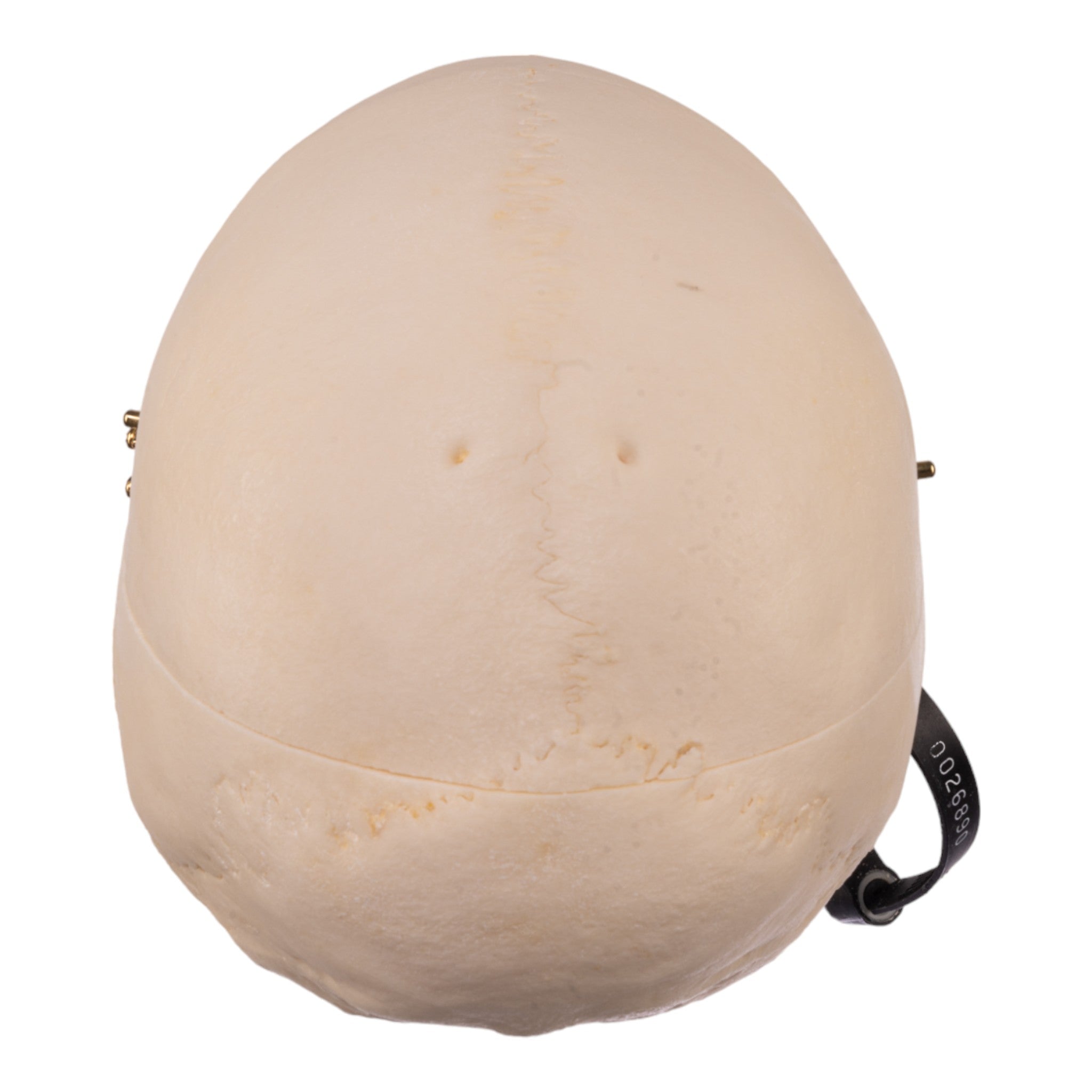 Premium Anatomical Human Skull Model - Accurate Medical & Educational Replica for Students, Doctors & Collectors | Perfect for Classroom Study, Medical Training & Halloween Decor