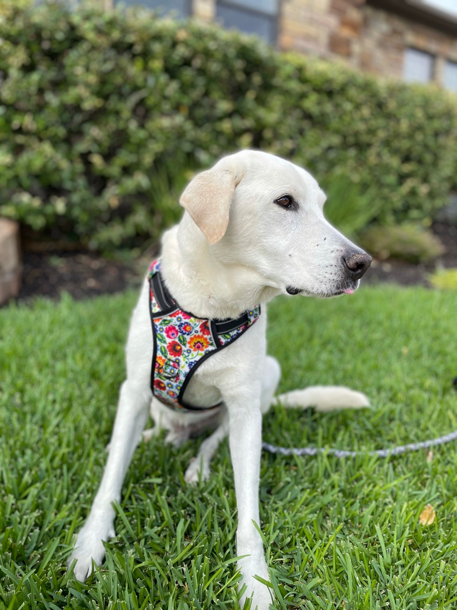 Easy Walker Ladybird Dog Harness - Adjustable & Reflective Pet Harness for Small to Medium Dogs - Perfect for Walking, Training & Outdoor Adventures