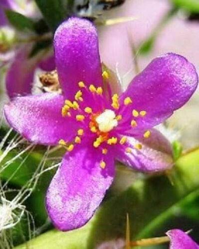 Pereskia Diaz-Romeroana Rare Cactus Caudex Plant - 4 Inch Potted Succulent for Home Decor, Office Desk & Garden Collection