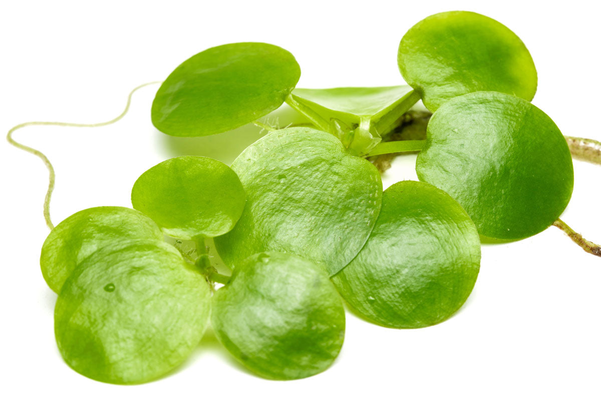 Limnobium Laevigatum (Amazon Frogbit) Floating Aquatic Plants for Ponds & Aquariums - Perfect for Water Gardens, Fish Tanks, and Natural Filtration