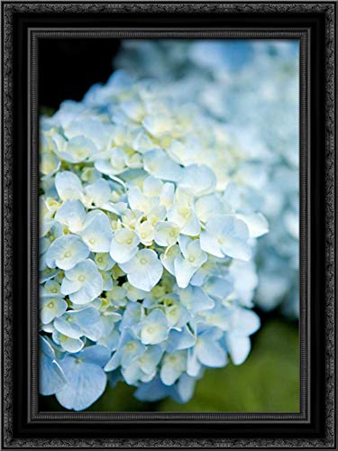 Karyn Millet 28x40 Black Ornate Framed Canvas Art Print - Hydrangeas IV Floral Wall Decor for Living Room, Bedroom & Office