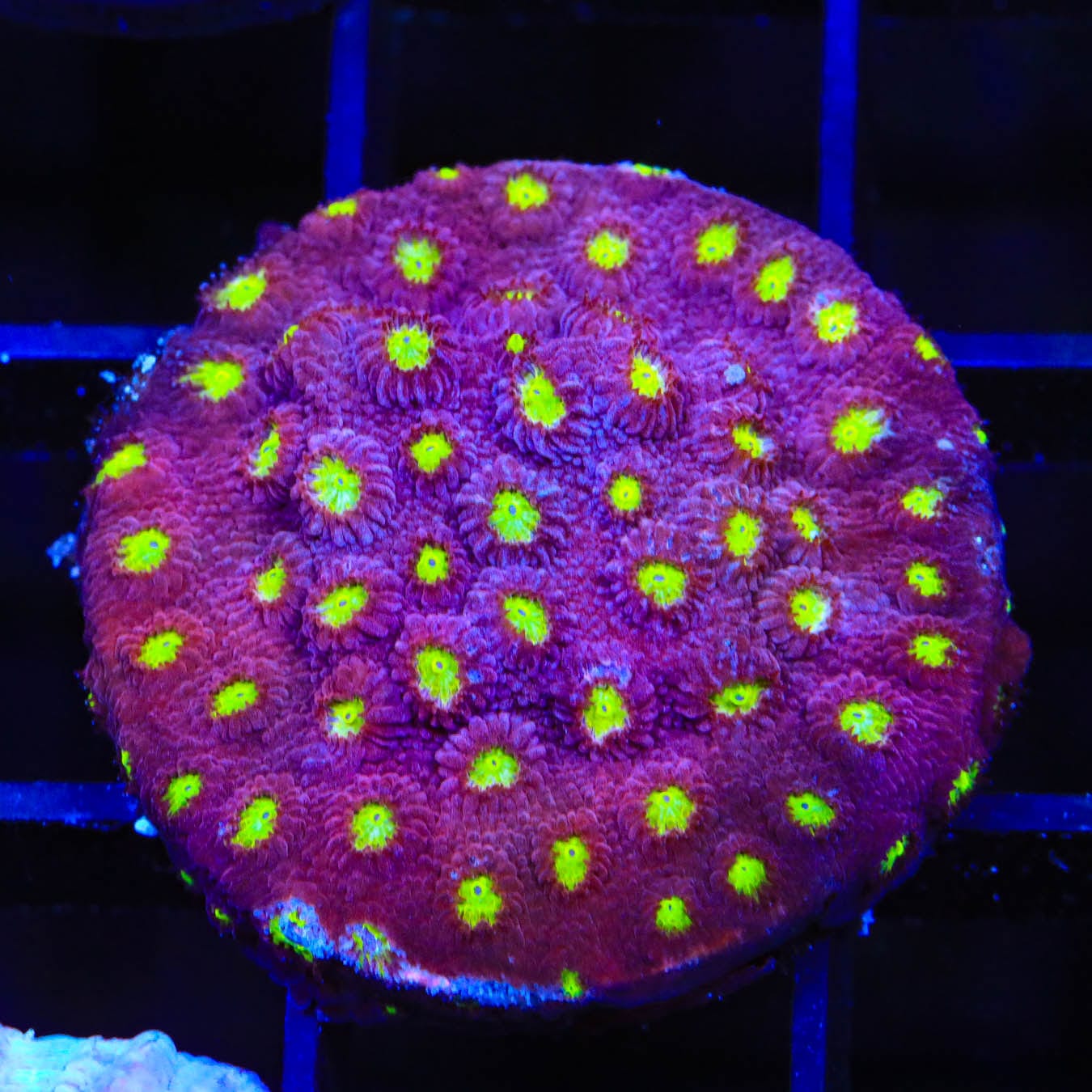 CB Bling Bling Cyphastrea Coral - Premium Saltwater Aquarium Coral for Reef Tanks | Perfect for Beginners & Coral Collectors | Enhances Marine Tank Beauty