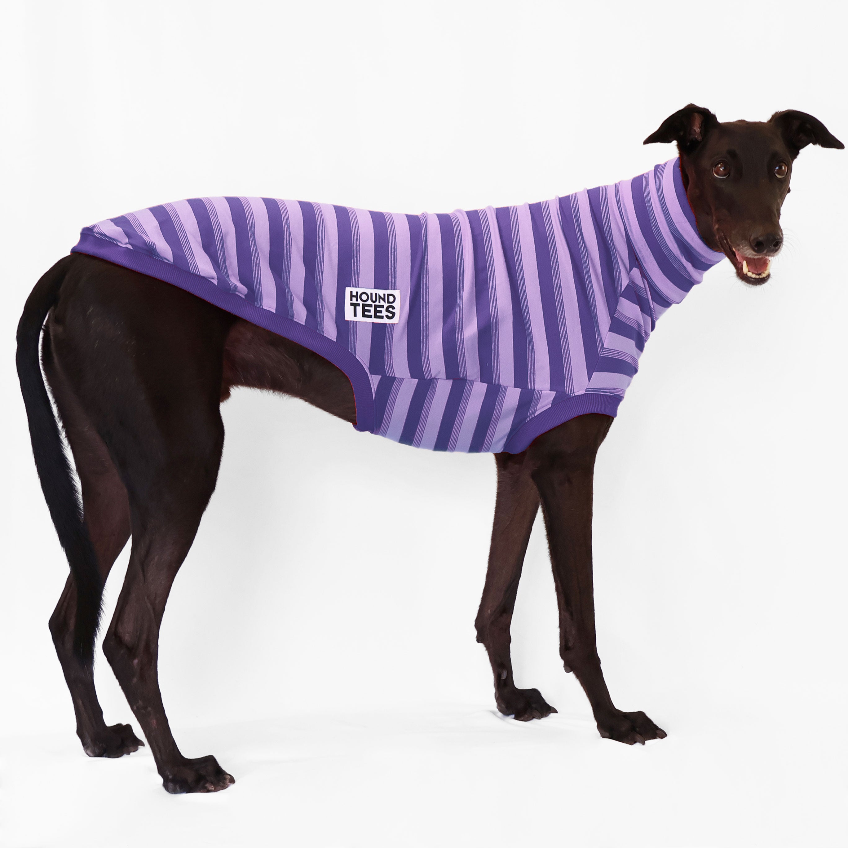 Bush Turkey Greyhound Sleeveless Sweater for Dogs - Cozy Knit Pet Apparel for Small to Medium Breeds - Perfect for Outdoor Adventures and Indoor Lounging