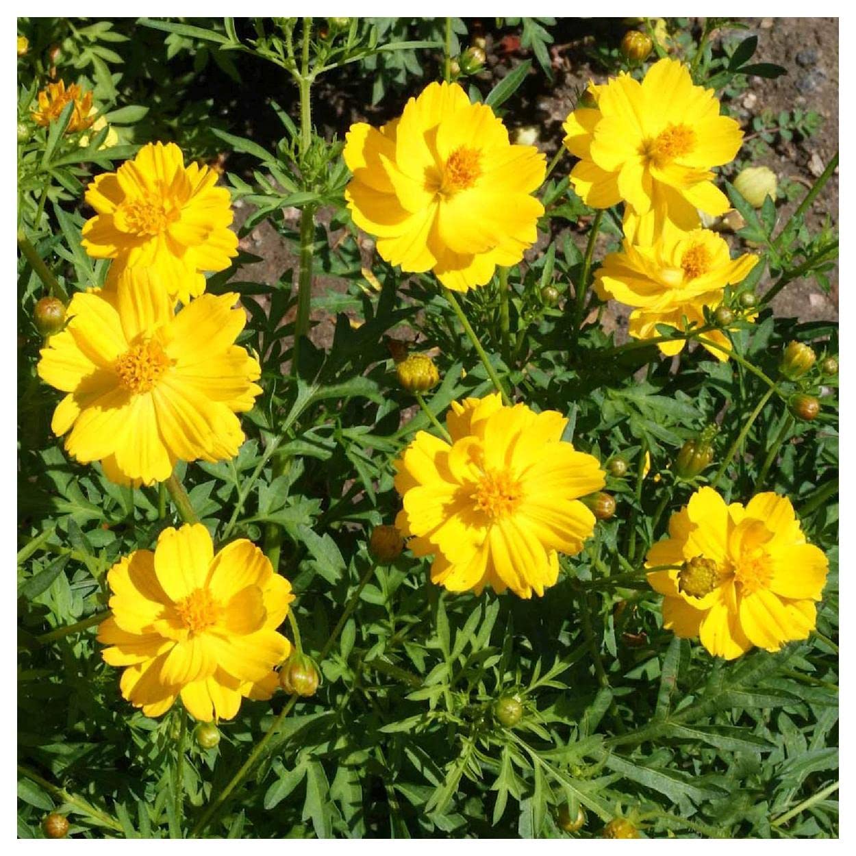 Everwilde Farms - 1 Lb Dwarf Gold Cosmos Wildflower Seeds - Gold Vault Pack - Non-GMO, Heirloom Seeds for Garden, Landscaping & Pollinator-Friendly Planting