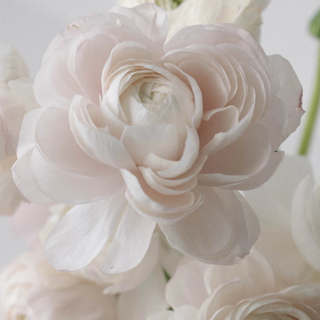Blush Italian Cloony Ranunculus - Premium Artificial Silk Flowers for Wedding Bouquets, Home Decor & Floral Arrangements