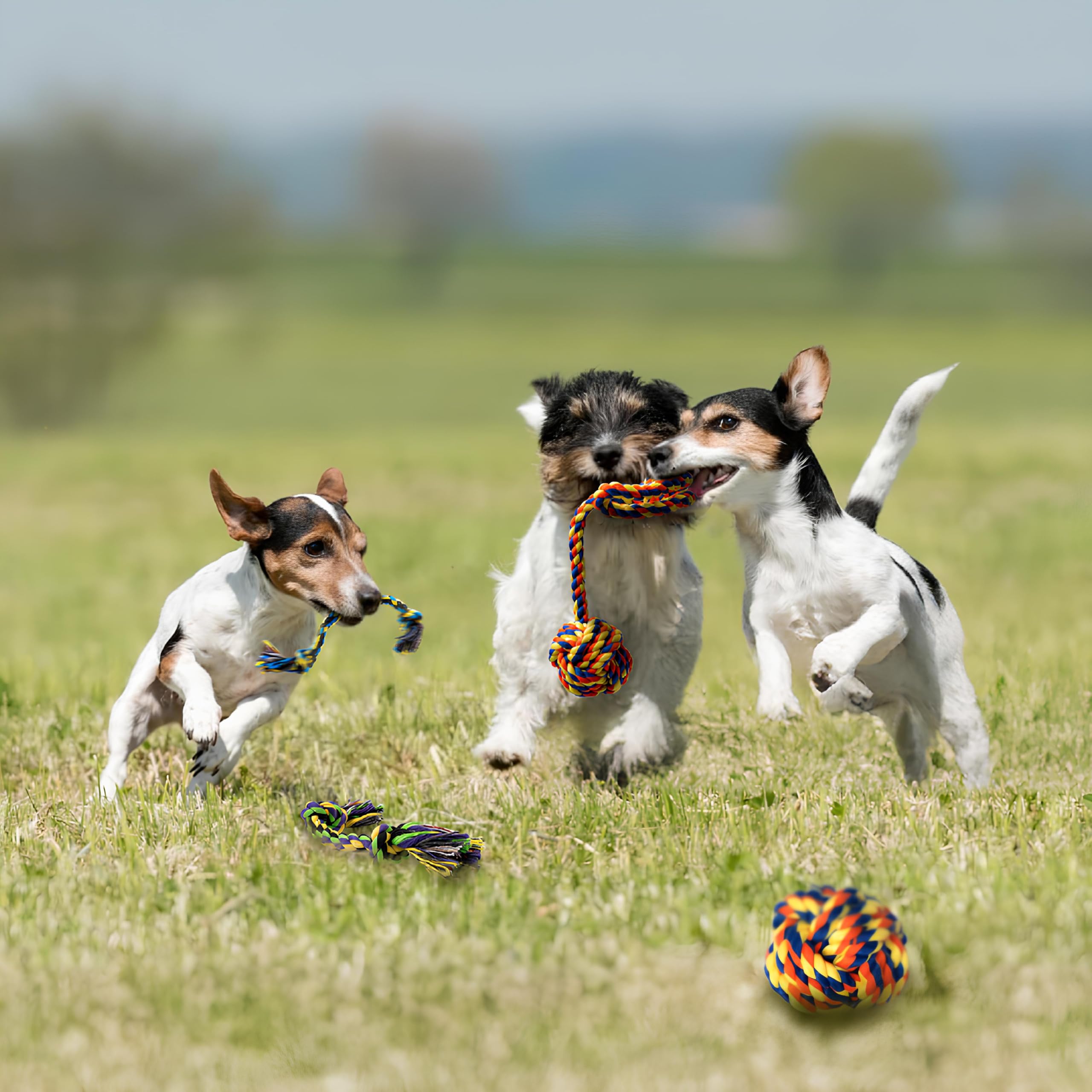 Durable 5-Pack Puppy Teething Toys for Small Dogs – Cotton Rope Chew Toys for Aggressive Chewers & Interactive Tug of War Play | Perfect for Puppy Training, Teething Relief & Bonding Time