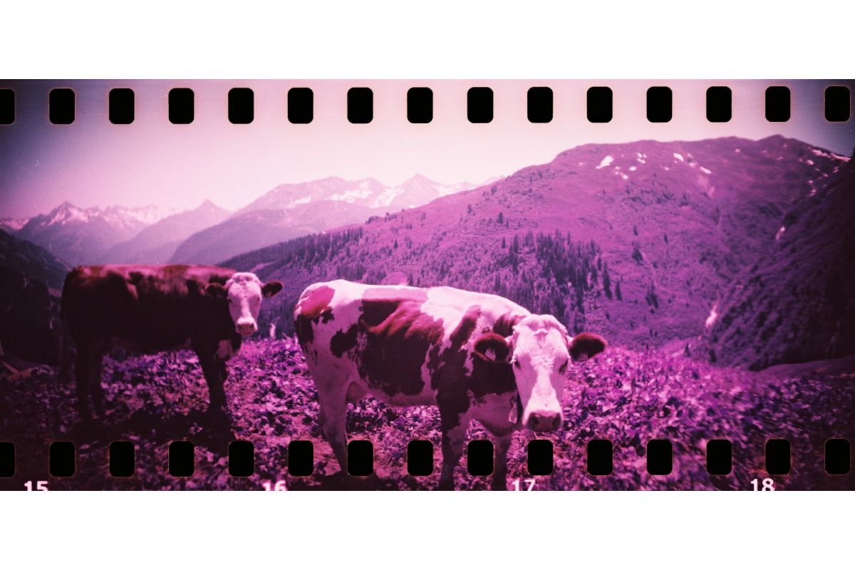 Lomography Sprocket Rocket 35mm Panoramic Film Camera - Bittersweet Edition | Wide Angle Photography for Travel, Street & Creative Shots