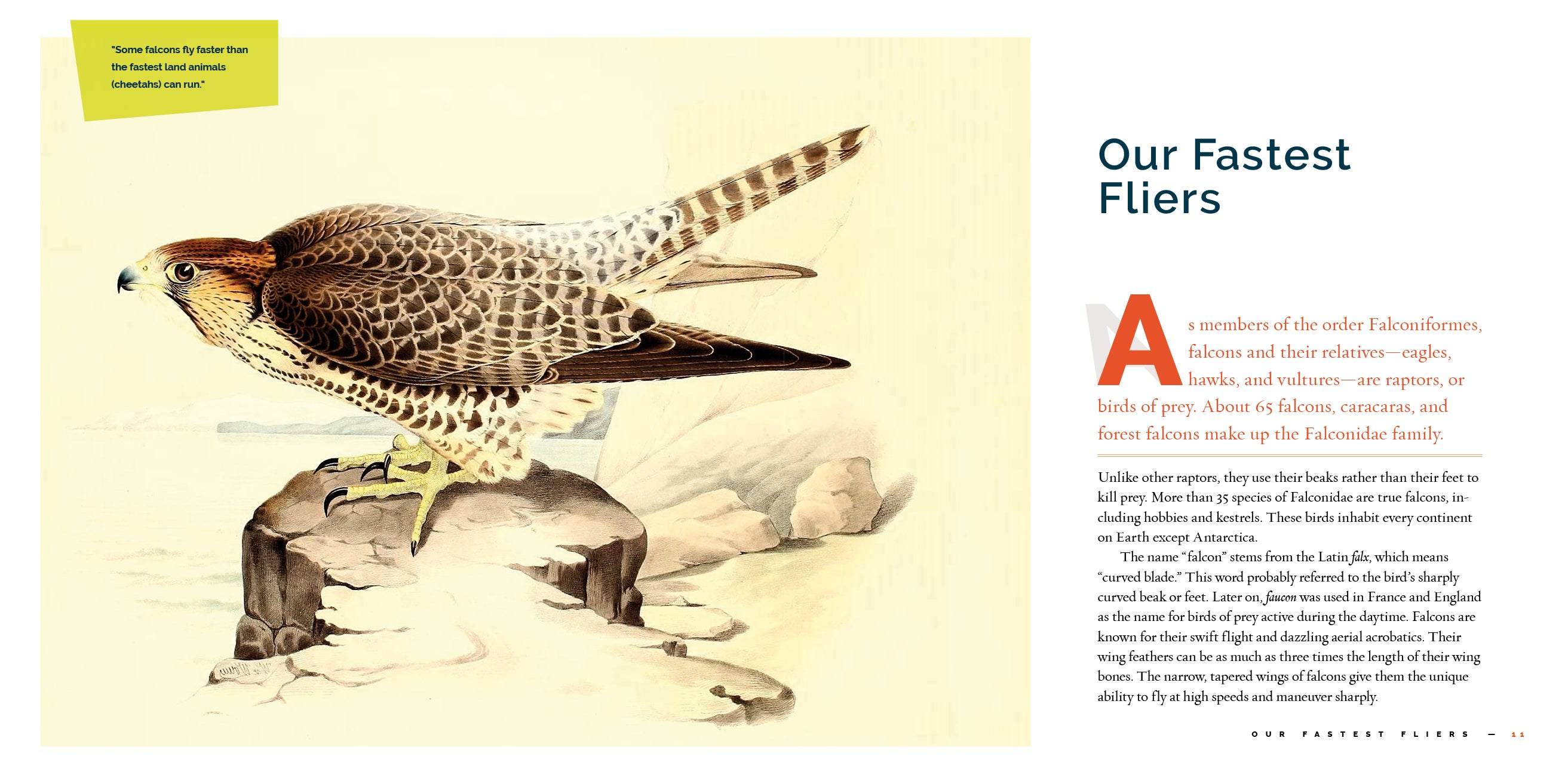 Falcons Book 9781640267800 - Wildlife Nature Guide for Bird Watching & Outdoor Enthusiasts
