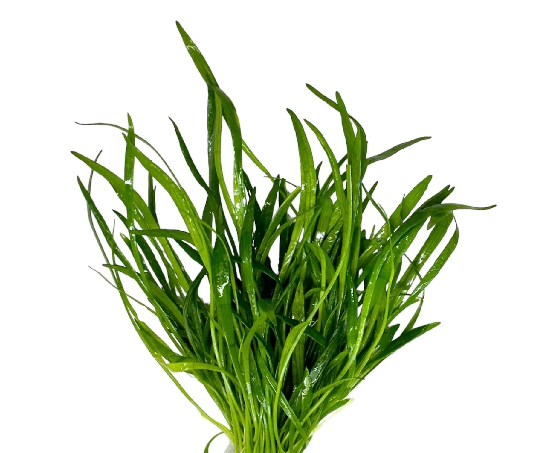 Brasiliensis Chain Sword Live Aquatic Plant (Lilaeopsis Brasiliensis) - Perfect for Freshwater Aquariums, Fish Tanks & Aquascaping Decorations