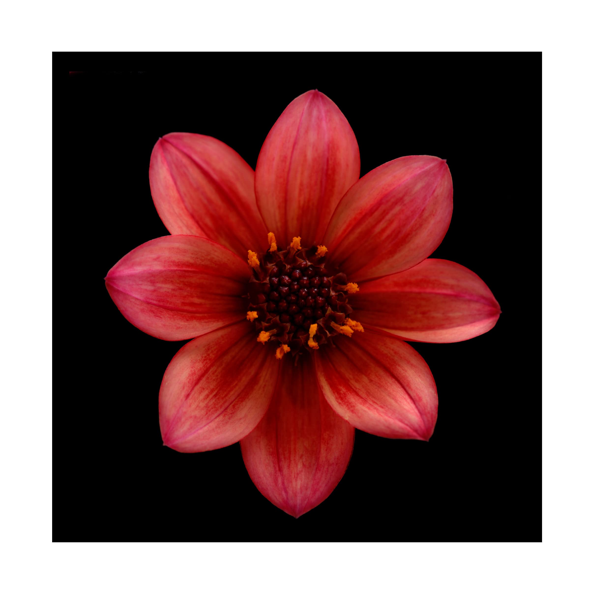 Trademark Fine Art 'Red Dahlia' Canvas Wall Art by Lotte Gronkjaer - Floral Painting for Living Room, Bedroom & Office Decor