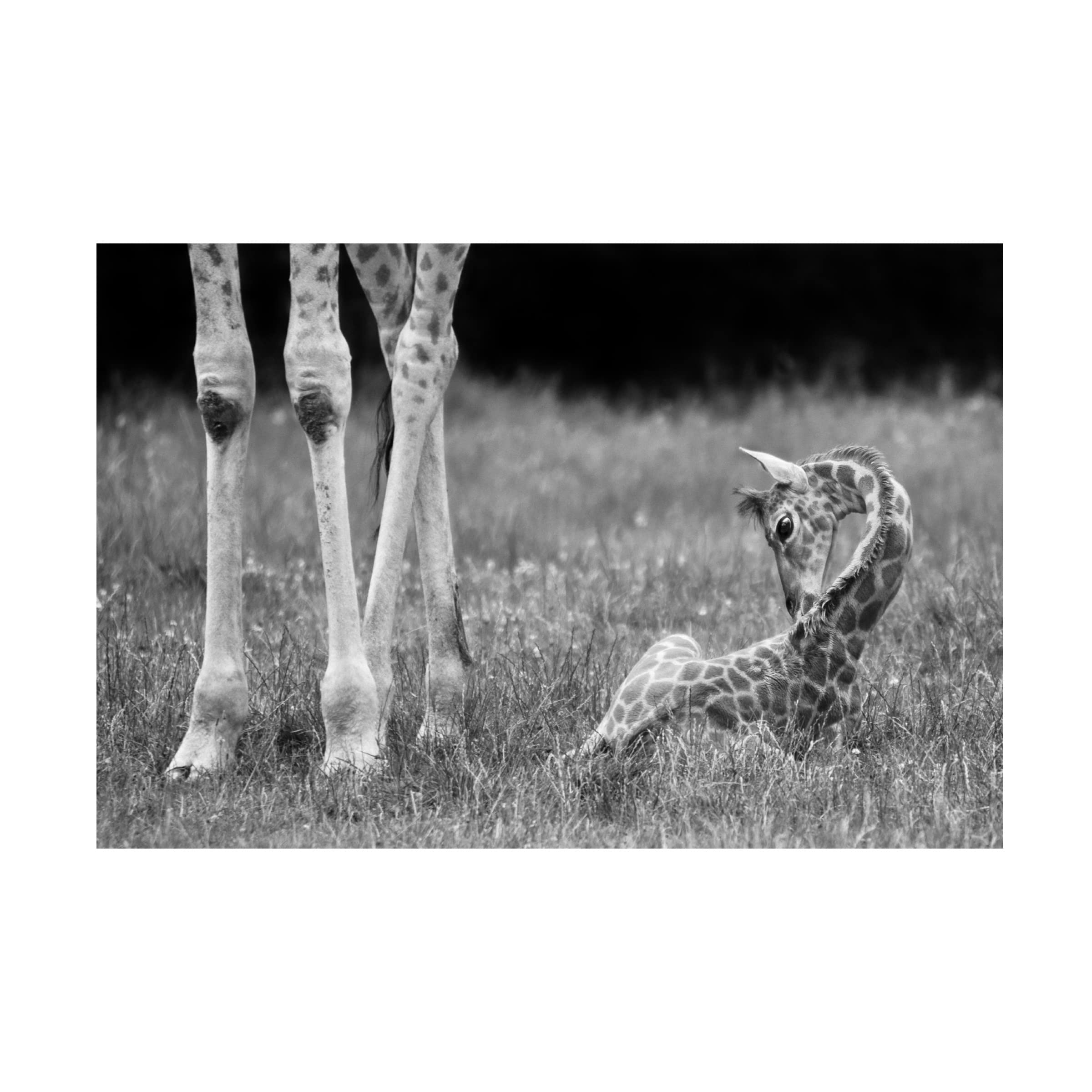 Trademark Fine Art 'Well Protected I' Canvas Wall Art by Andreas Feldtkeller - Modern Home Decor for Living Room, Bedroom & Office