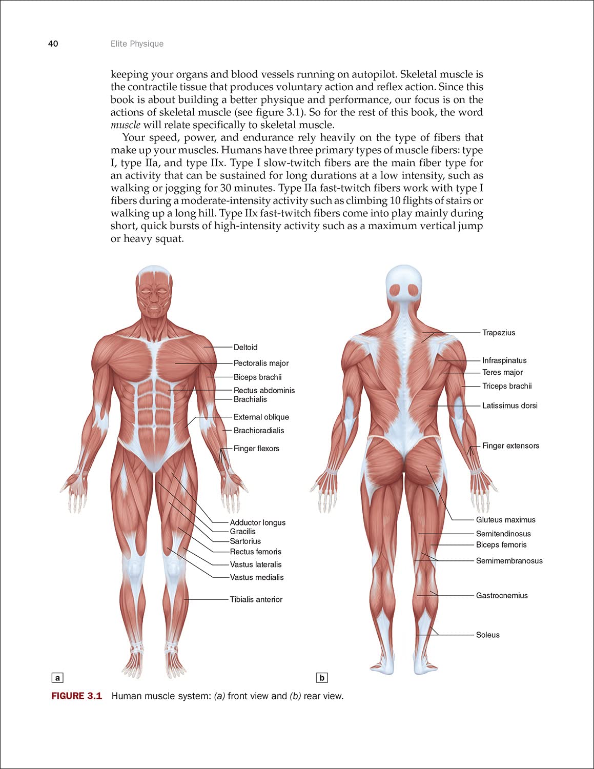 Elite Physique: Science-Backed Guide to Building a Better Body - Perfect for Home Workouts & Gym Training