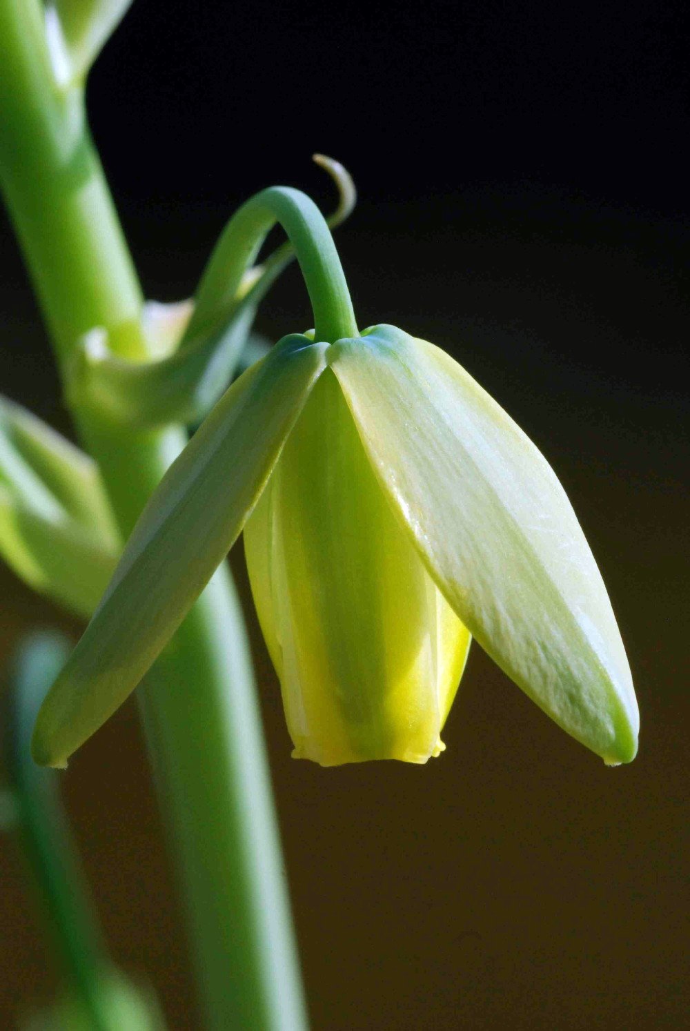 Albuca Spiralis (Frizzle Sizzle Plant) - 2 Live Bulbs - Rare Succulent Houseplant for Indoor Decor, Office Desk, or Gift Idea