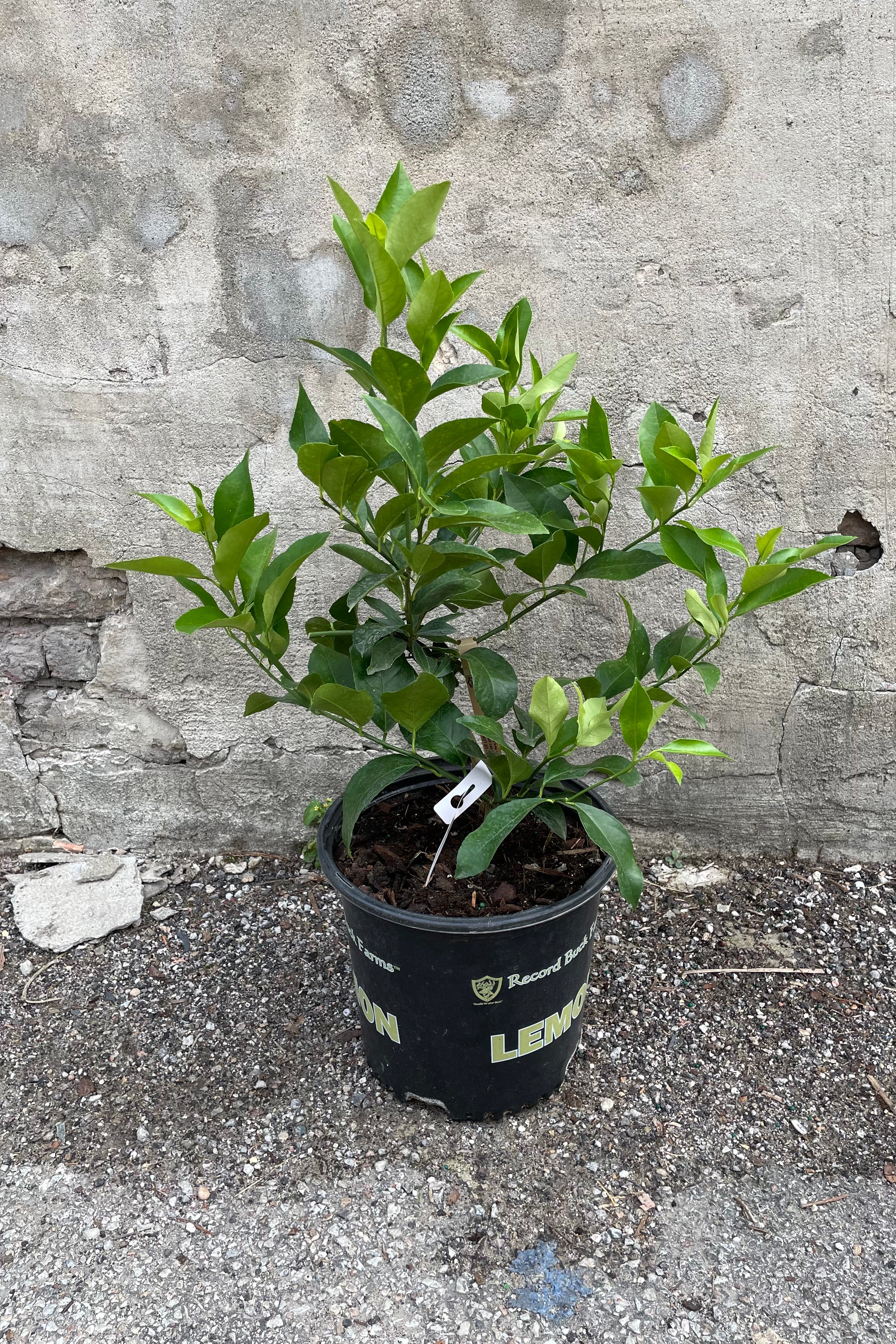 Buy Meyer Lemon Tree (Citrus x meyeri) - 10