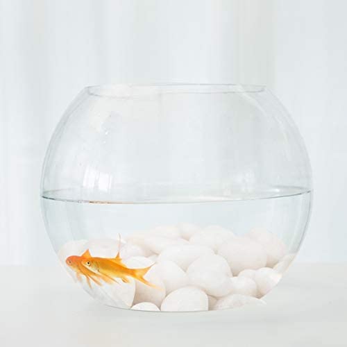 Premium IVVTRYI Aquarium Decorations - Fish Tank Ornaments, Plants & Rocks for Freshwater & Saltwater Tanks - Perfect for Home, Office & Classroom Aquarium Setups