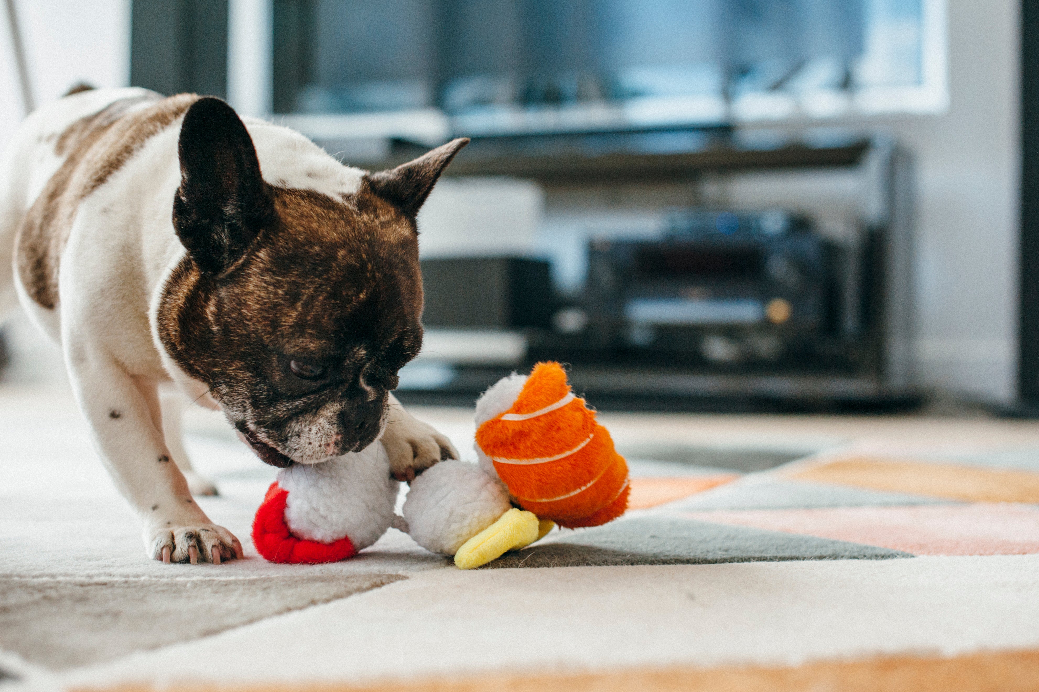 El Sushi Dog Plush Toy - International Classic™ Chew-Resistant Stuffed Animal for Dogs | Pet P.L.A.Y. | Perfect for Playtime, Cuddling & Training