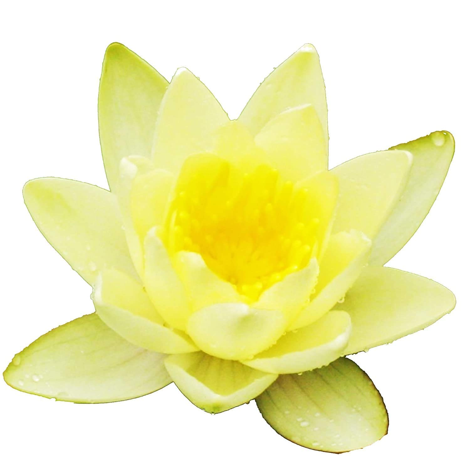 Greenpro Hardy Water Lily Tuber (Nymphaea Chromatella) - Live Pond Plants for Water Gardens, Balcony & Porch Decor | Perfect for Outdoor Ponds, Aquatic Landscaping & Home Garden Decorations