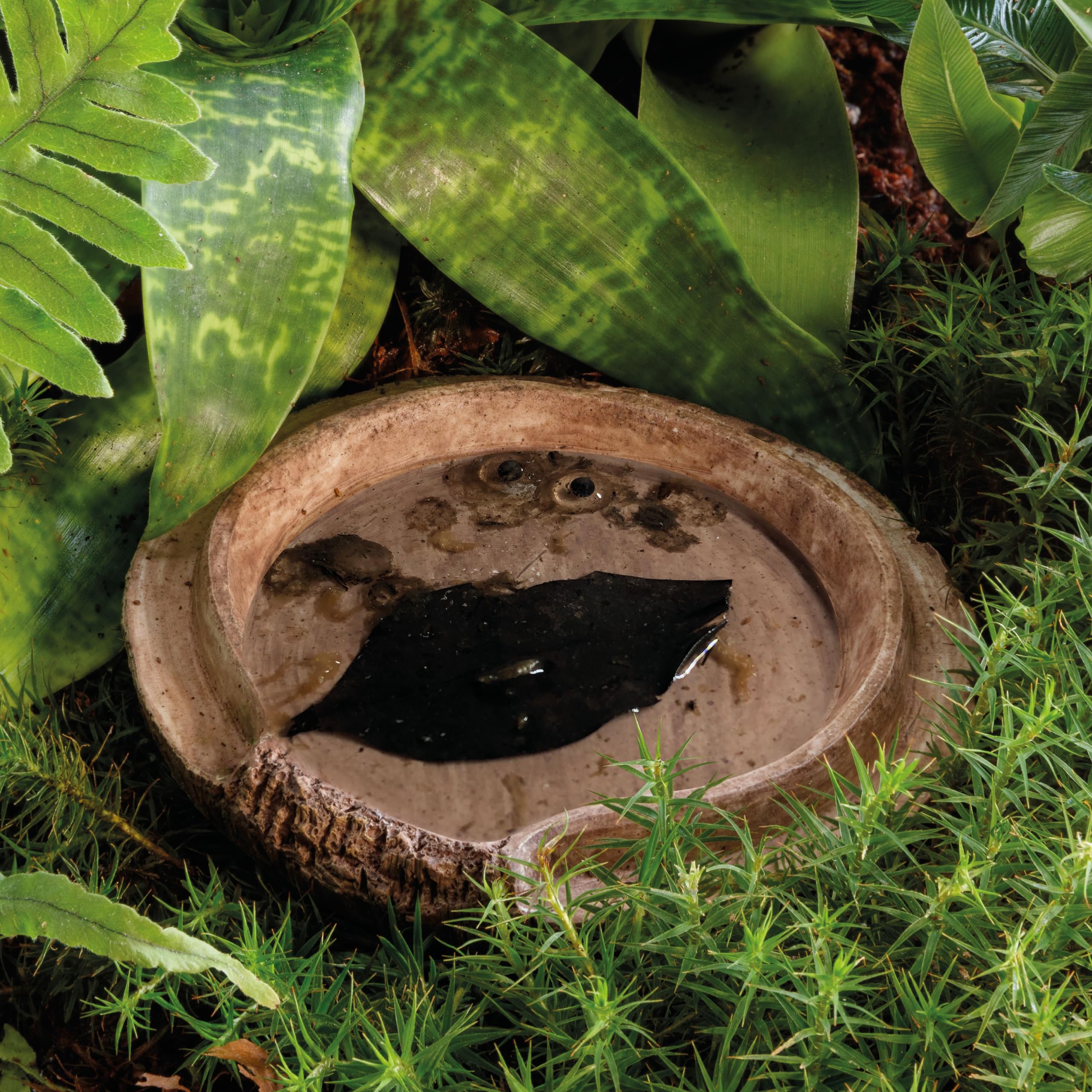 Exo Terra Coconut Cave Reptile Hideout - Natural Terrarium Decor for Lizards, Snakes & Geckos - Perfect for Climbing, Hiding & Relaxing in Reptile Tanks