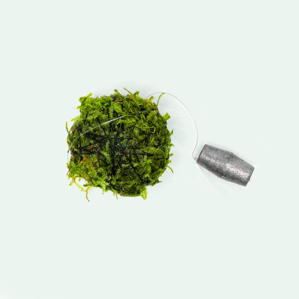 Premium Floating Moss Ball for Aquariums - Natural Decoration & Water Purifier for Fish Tanks, Ponds, and Terrariums - Enhance Your Aquatic Ecosystem with This Low-Maintenance Plant