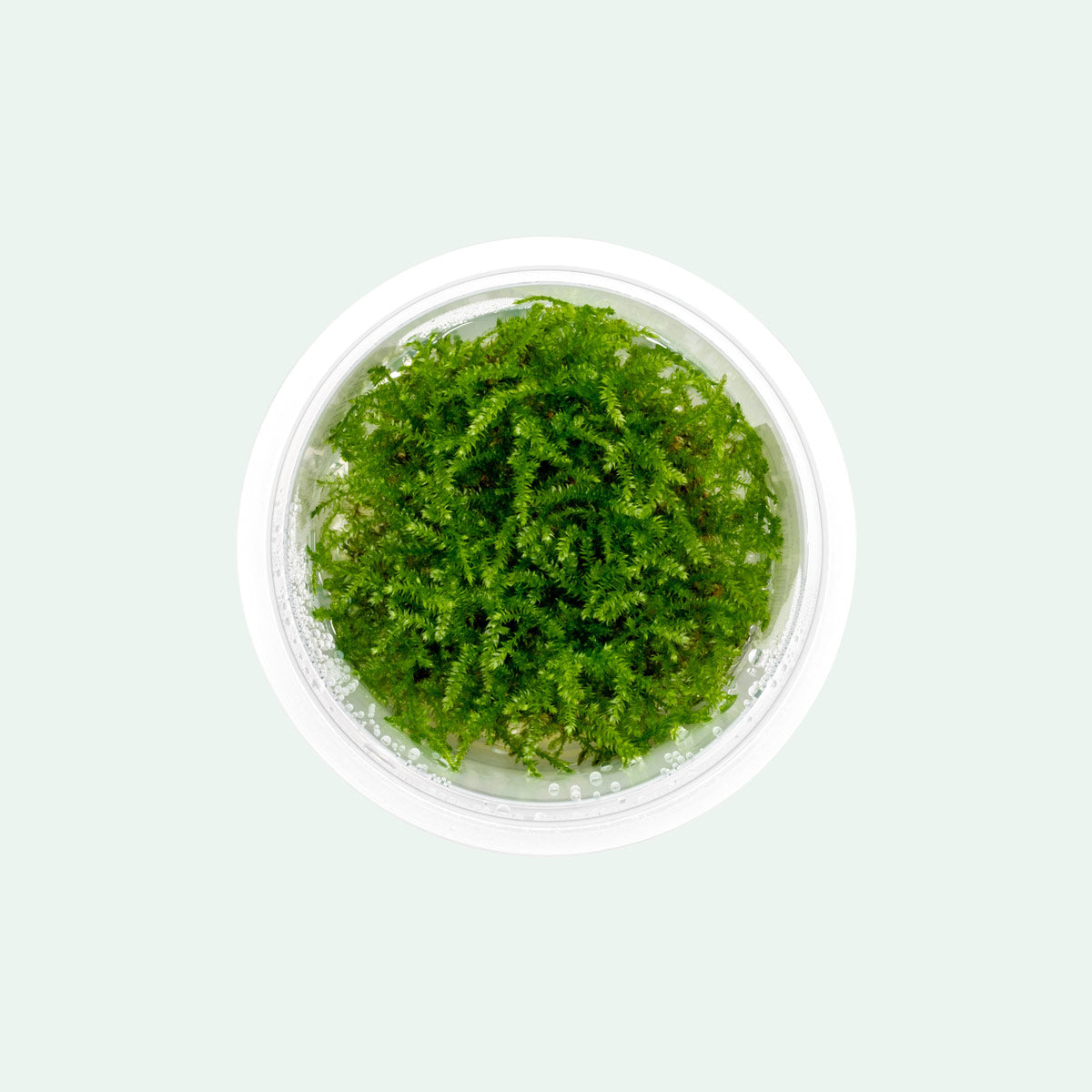 Premium Christmas Moss Tissue Culture Aquatic Plant - Ideal for Aquascaping, Nano Tanks & Shrimp Habitats