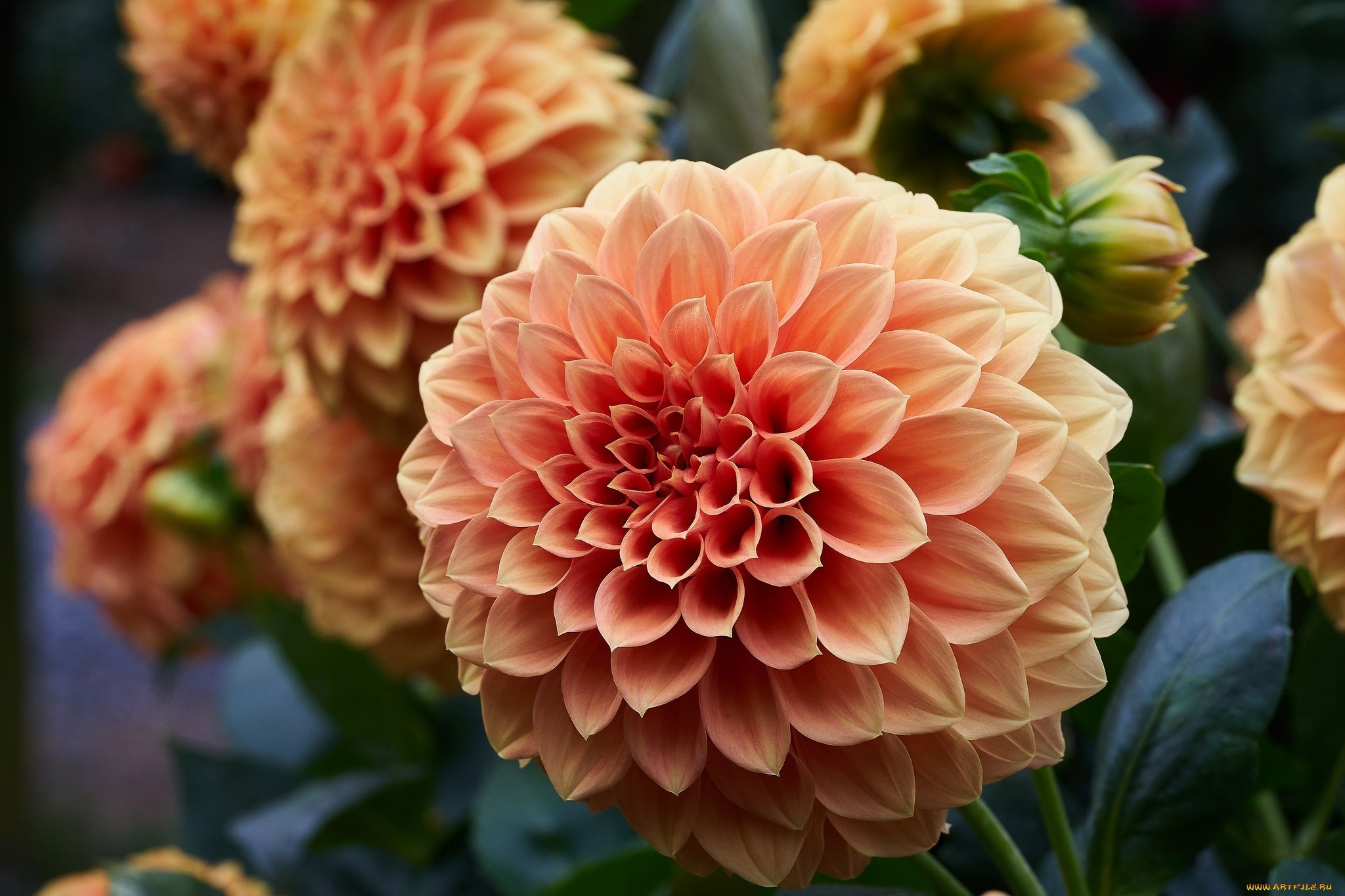 Dahlia Pompon Ball Mix Seeds - Non-GMO Beautiful Annual Flowers for Garden Planting | Perfect for Hanging Baskets, Borders & Cut Flower Arrangements