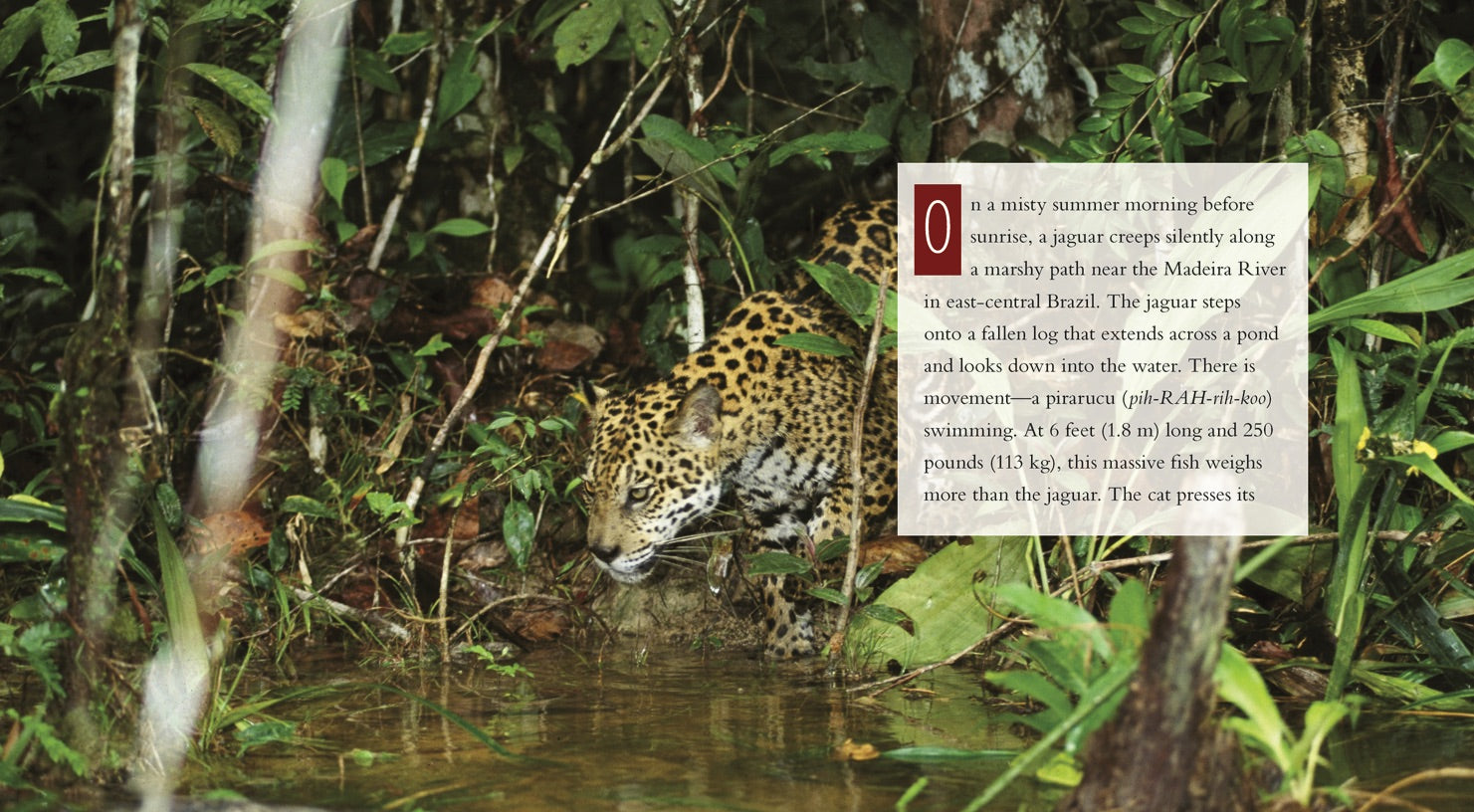 Jaguars Book - ISBN 9781608180790 | Wildlife & Nature Guide for Animal Lovers & Students