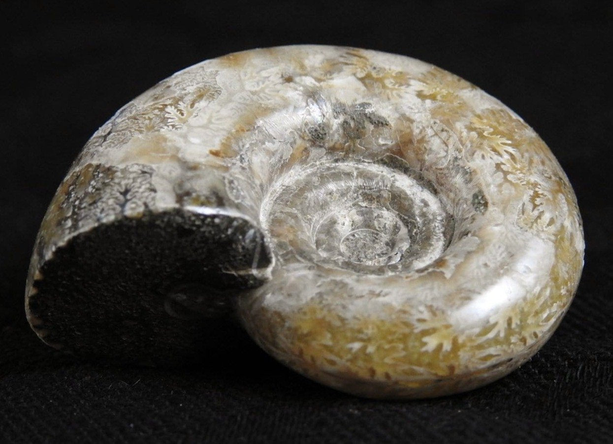 Authentic Ammonite Fossil from Morocco - Natural Stone Specimen for Collectors, Home Decor & Gifts | Perfect for Geology Enthusiasts, Office Display & Meditation Spaces