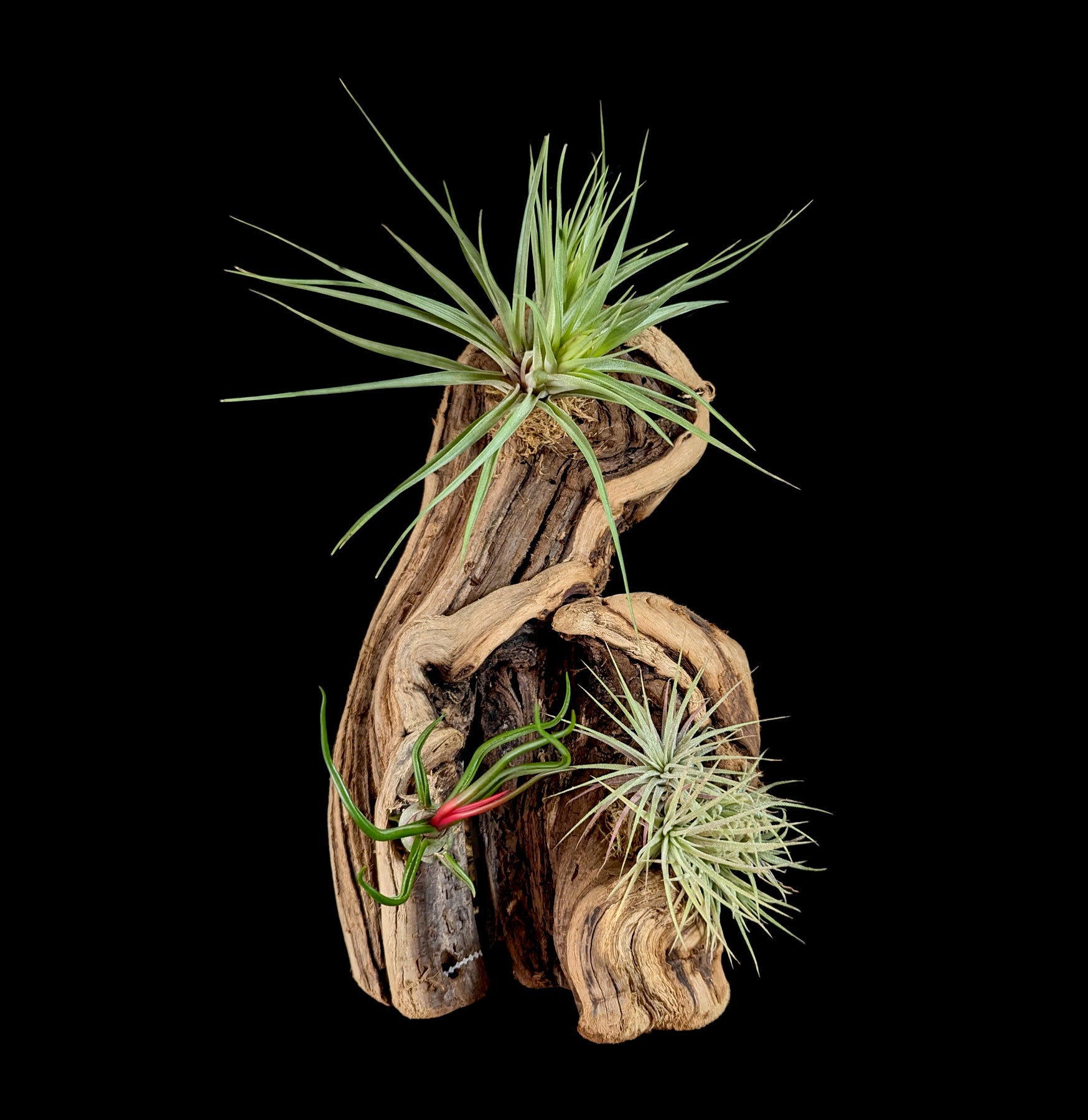Live Air Plant Tillandsia Mounted on Natural Grape Wood - Perfect for Home Decor, Office Desk & Terrarium Displays