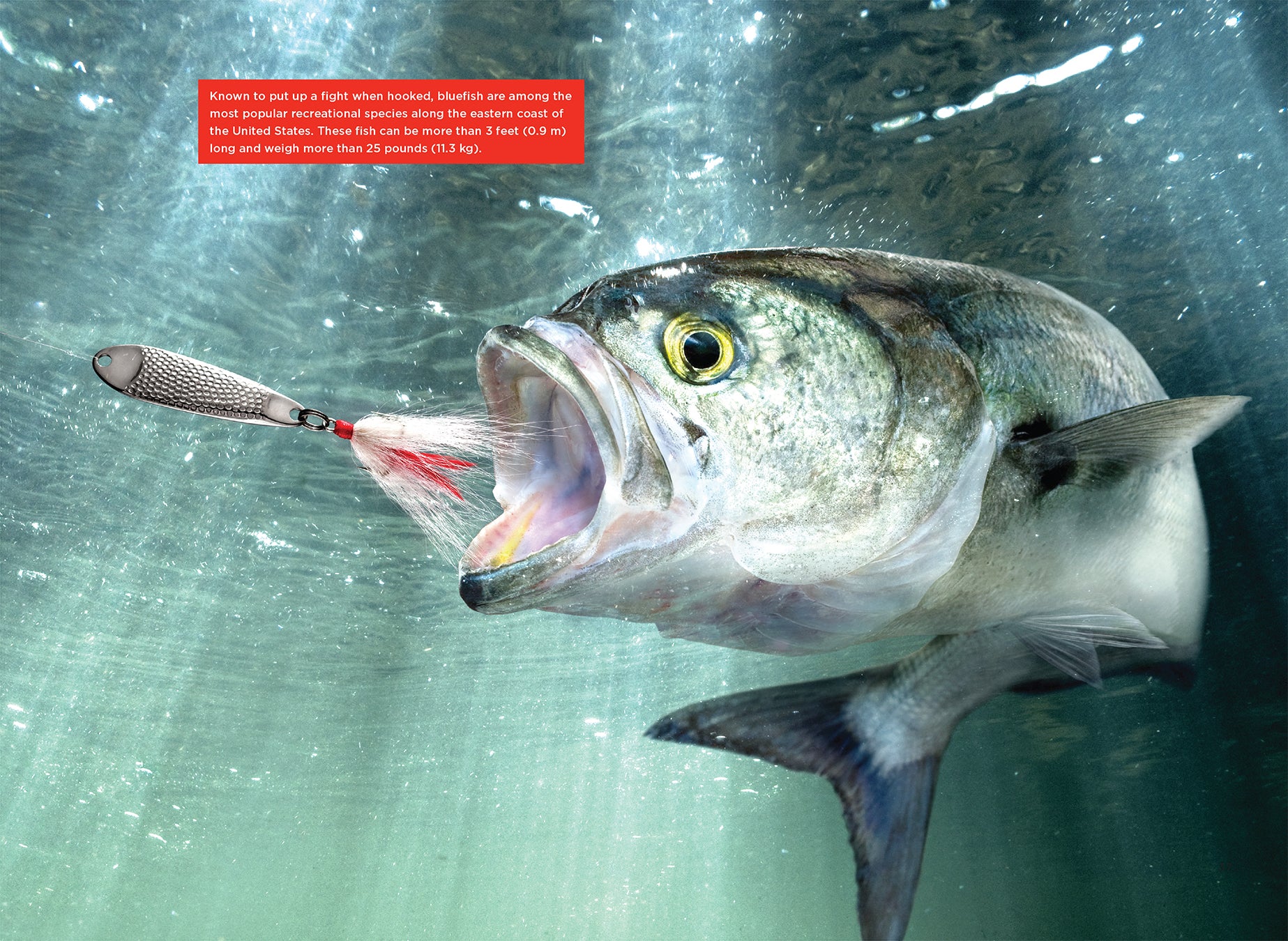 Premium Deep Sea Fishing Rods & Gear - Saltwater Fishing Equipment for Offshore Anglers | Ideal for Ocean, Charter, and Sport Fishing Adventures