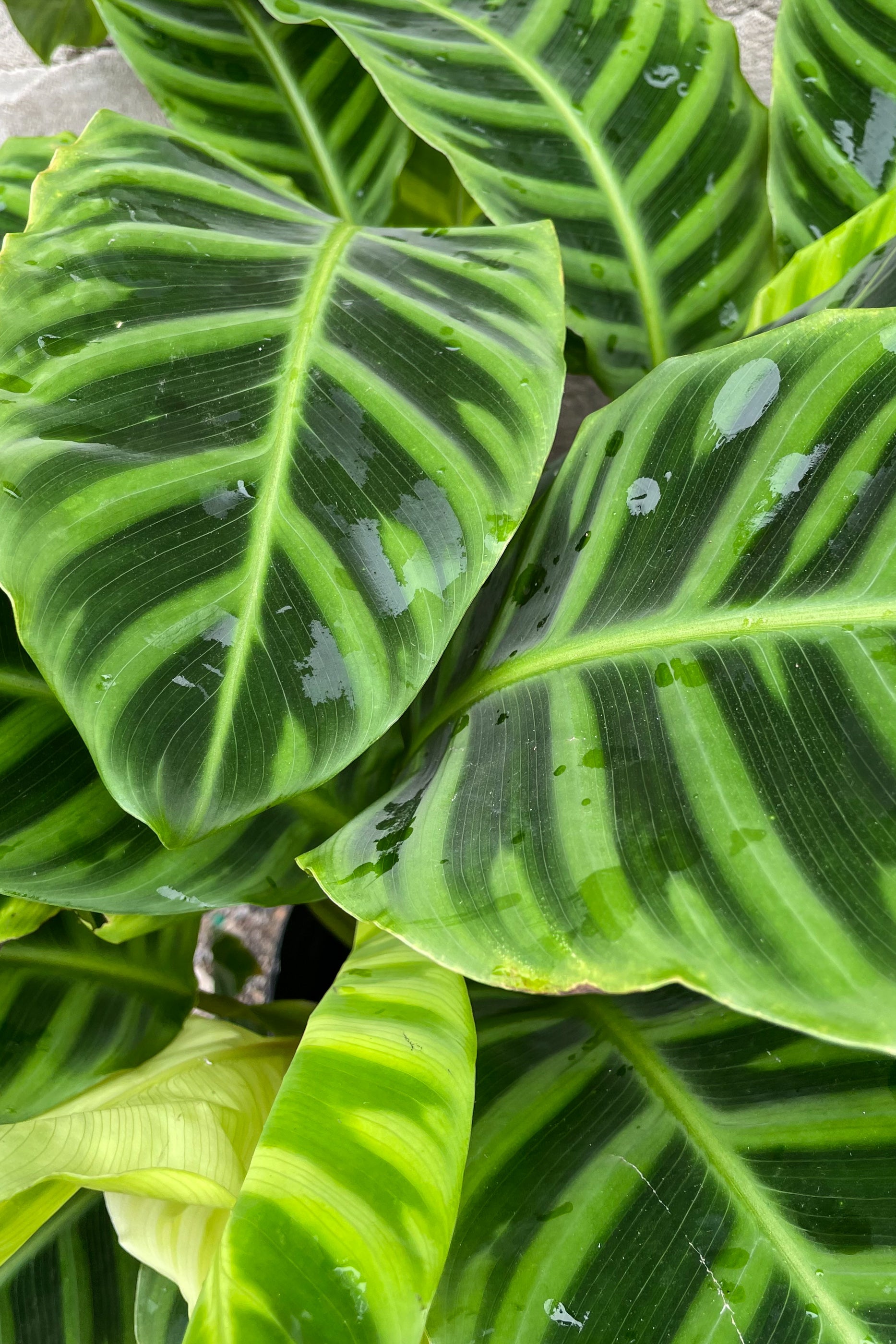 Calathea Zebrina Plant - 10 Inch Potted Prayer Plant for Home & Office Decor | Perfect for Indoor Spaces, Low Light Areas, and Air Purification
