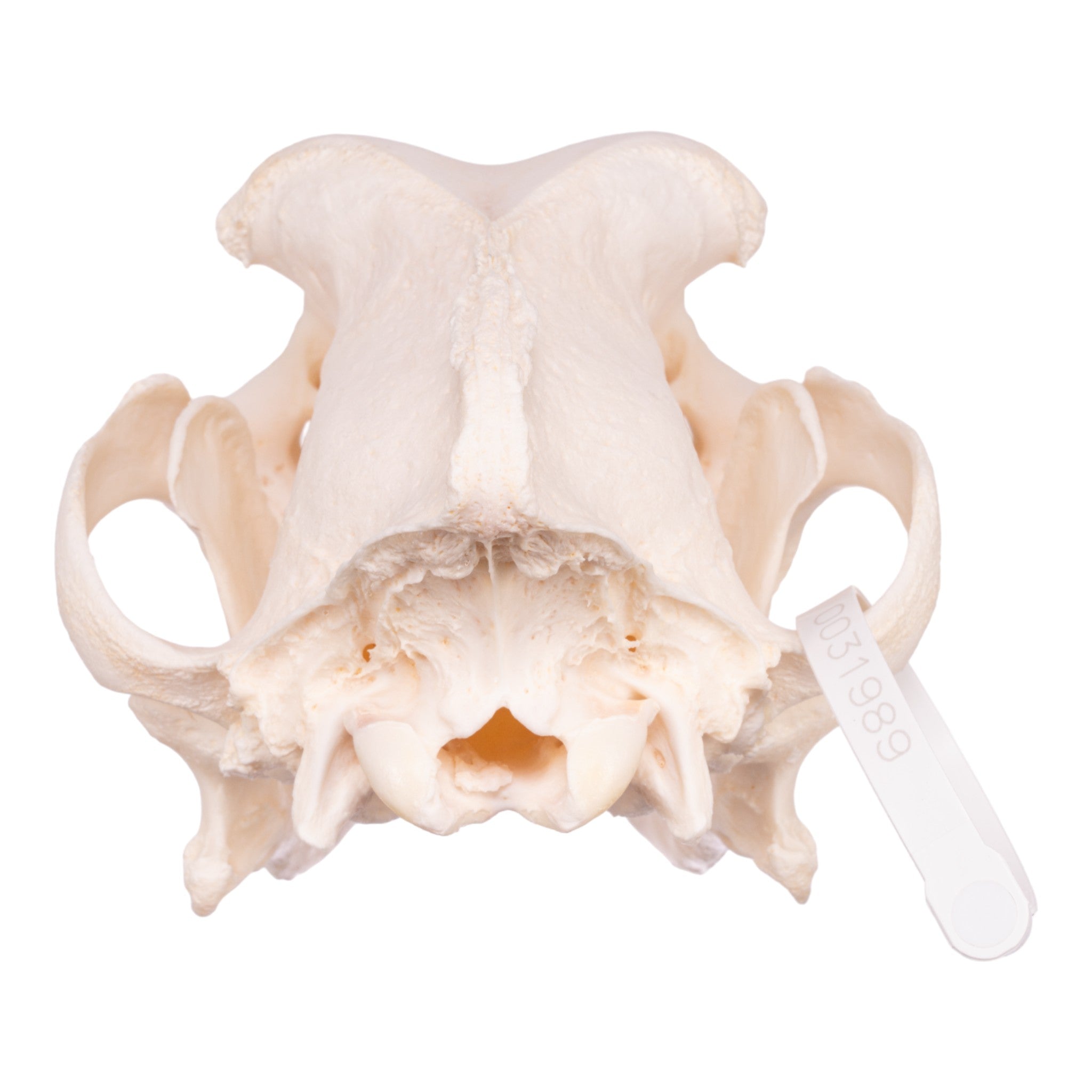 Authentic Saint Bernard Dog Skull - Real Domestic Canine Specimen for Veterinary Study, Taxidermy & Gothic Decor
