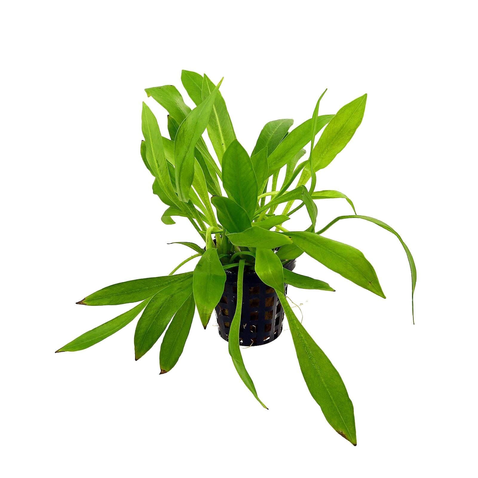 TCulture Helanthium 'Quadricostatus' Live Aquatic Plant for Aquarium - Perfect for Fish Tank Decoration and Freshwater Aquascaping