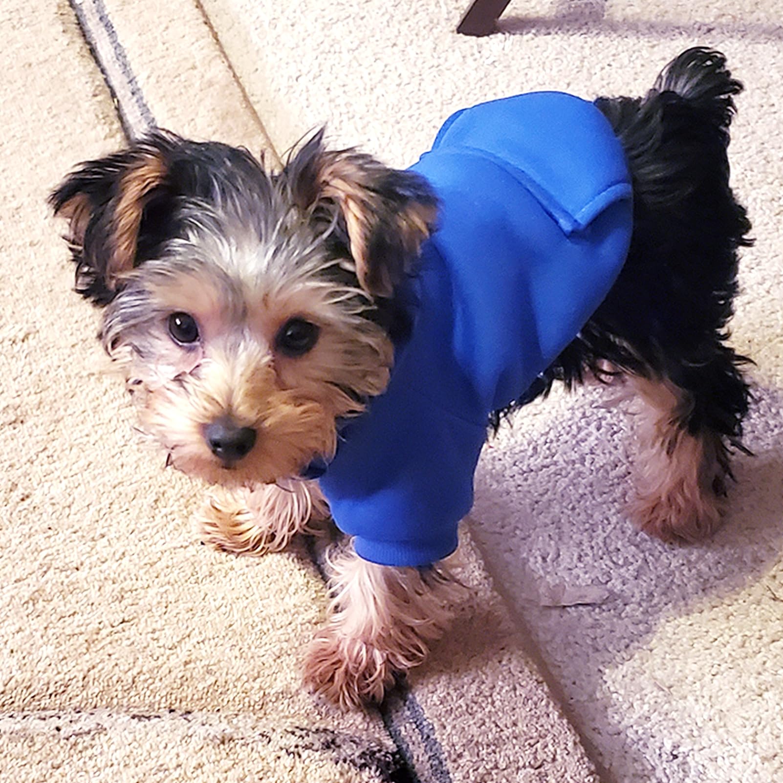 Jecikelon Warm Winter Dog Hoodie Sweatshirt with Pockets - Cozy Fleece Dog Clothes for Small Dogs & Puppies - Chihuahua Coat & Cat Costume (X-Small, Dark Blue) - Perfect for Outdoor Walks & Indoor Lounging