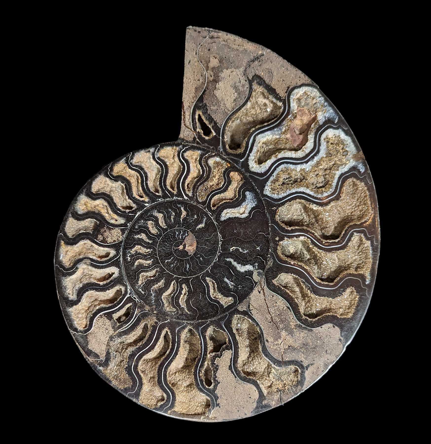 Agatized Black Ammonite Fossil - Rare Natural Gemstone Specimen for Collectors, Jewelry Making & Home Decor