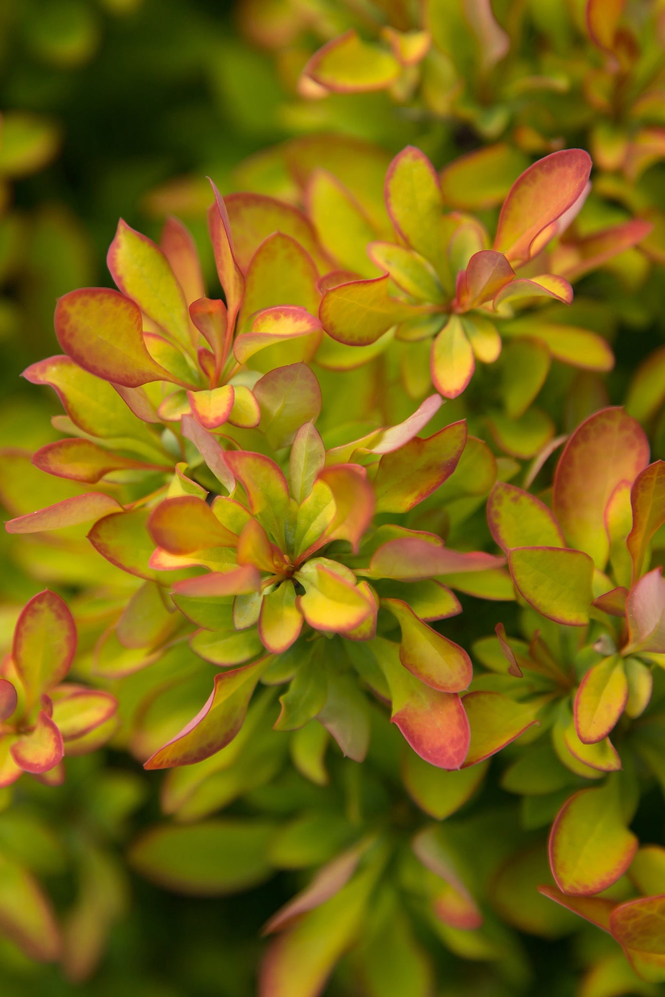 Limoncello Japanese Barberry (Berberis thunbergii) #2 - Vibrant Yellow Hedge Plant for Landscaping & Garden Borders