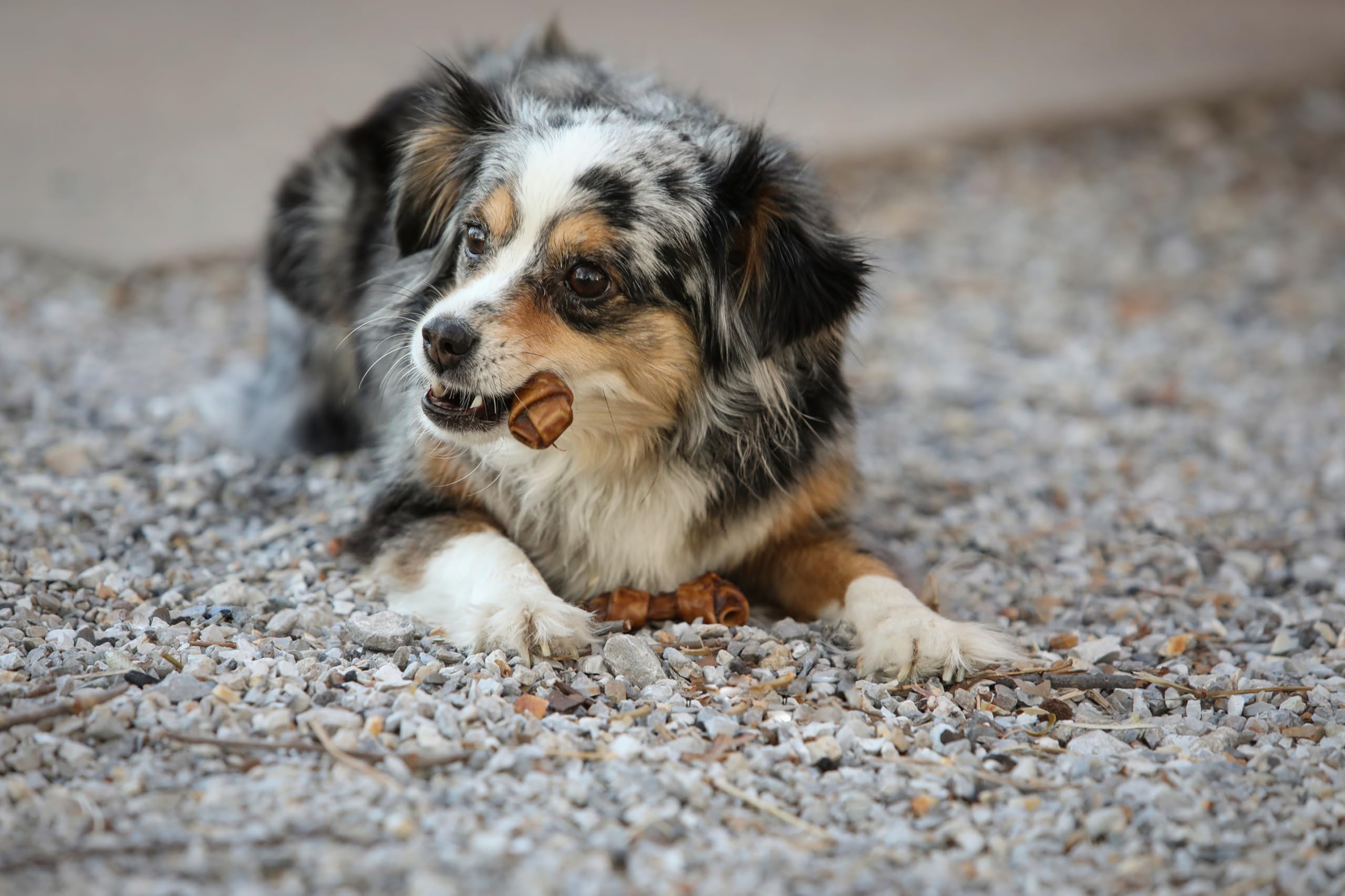 **Natural Peanut Butter Dog Treats Mini Bones (16 Count) - Collagen Smart Bones for Small & Medium Dogs, Healthy Rawhide Alternative, Crunchy Collagen Sticks - Perfect for Training, Rewards & Dental Health**