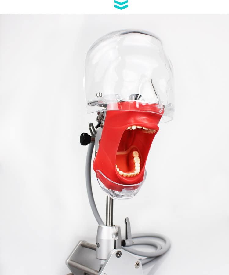Professional Dental Simulator Head Model with Removable Teeth - Dental Training Manikin for Students & Dentists - Perfect for Dental Schools, Clinics & Home Practice (Desk-Mounted Design)